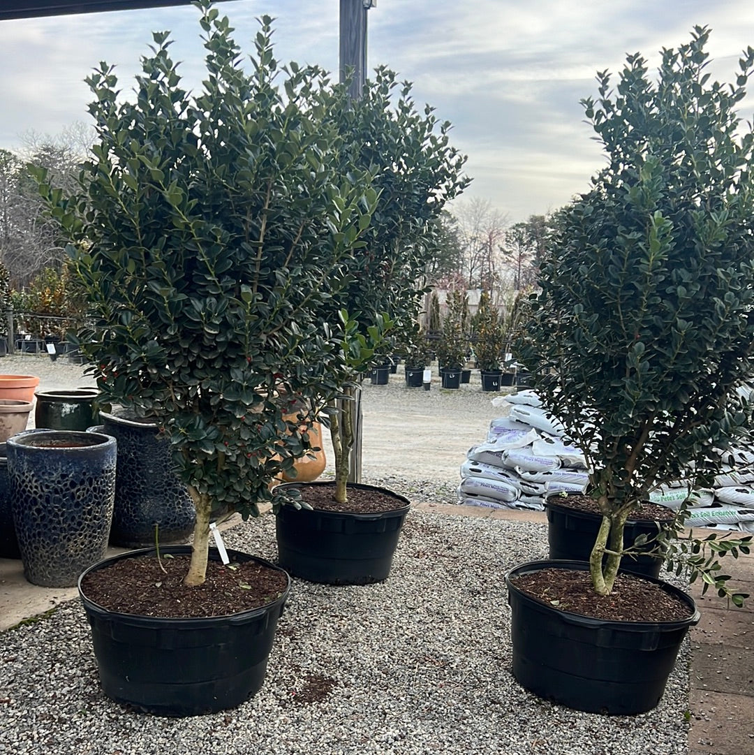 holly house plant Fineline Holly – Lichtenfelt's