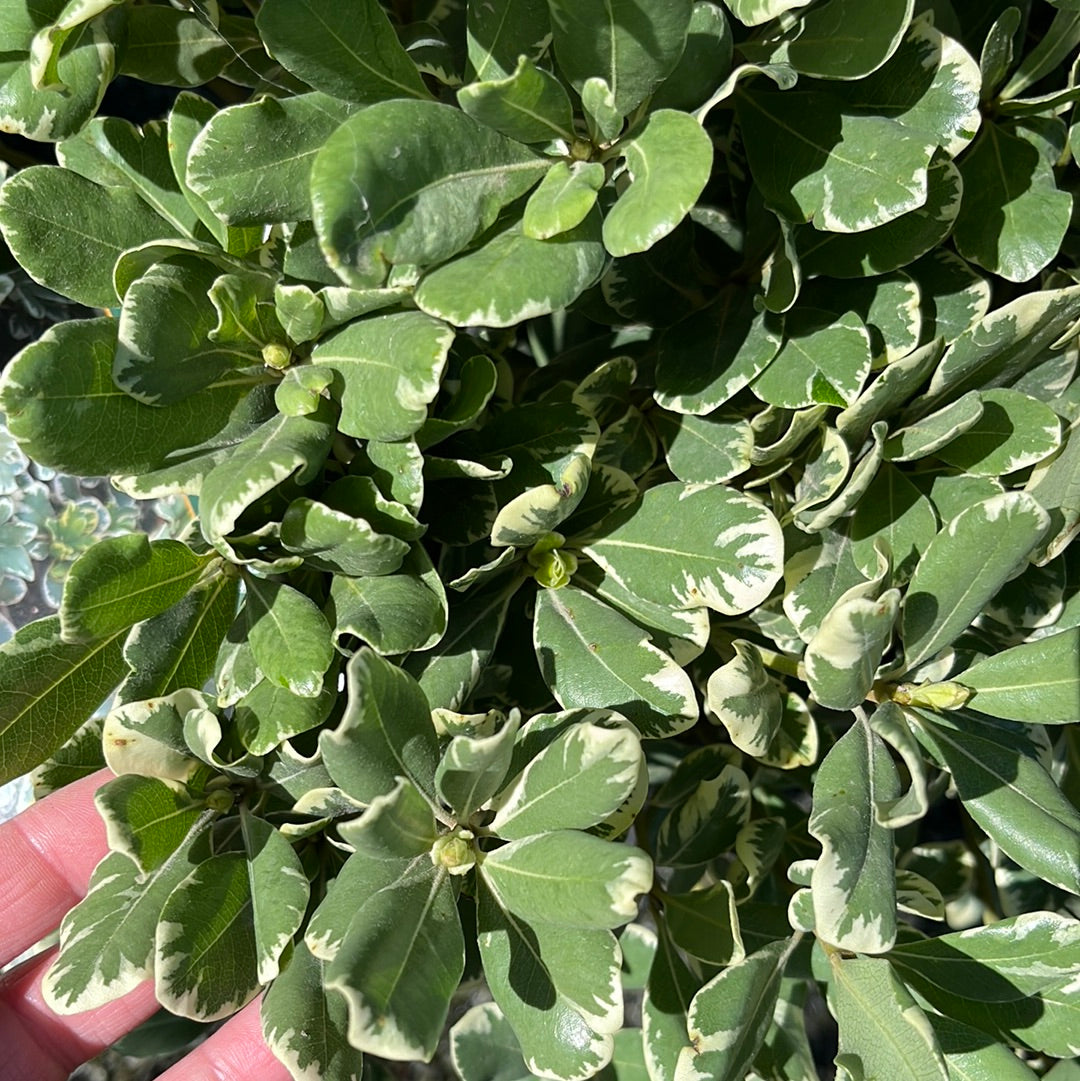 Variegated Pittosporum 5 Gal
