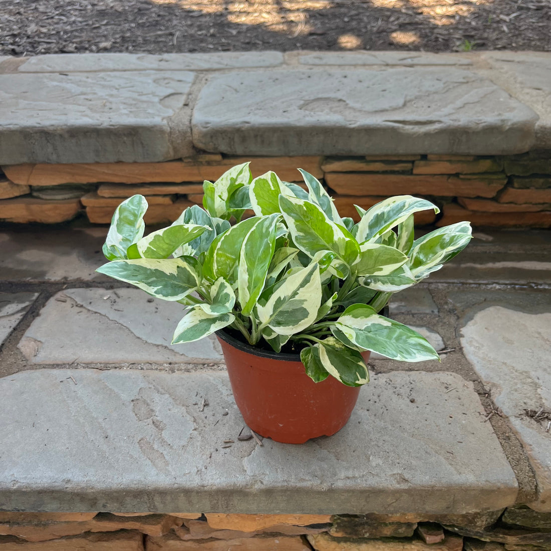 Pearls & Jade Pothos
