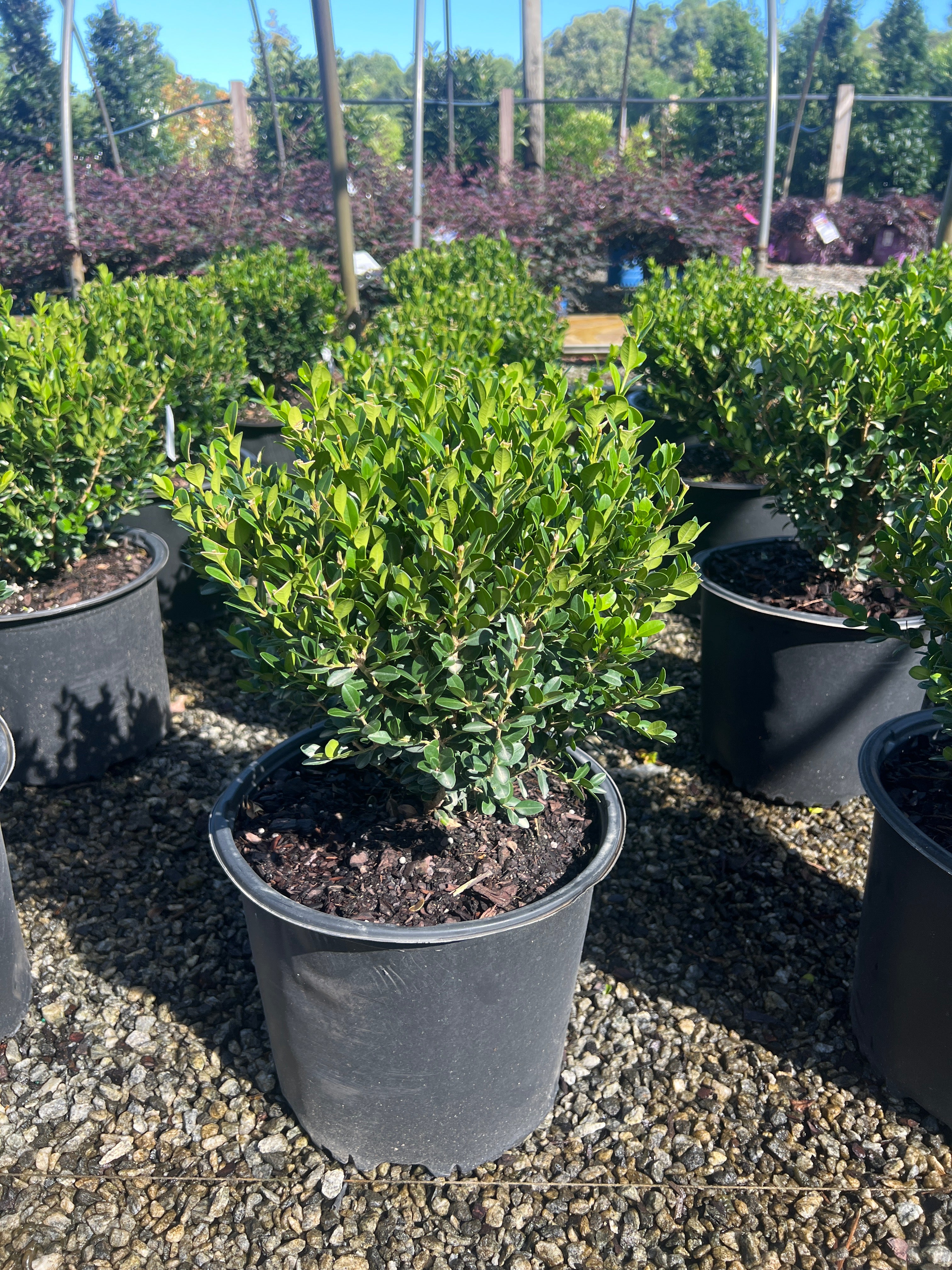 Little Missy Boxwood