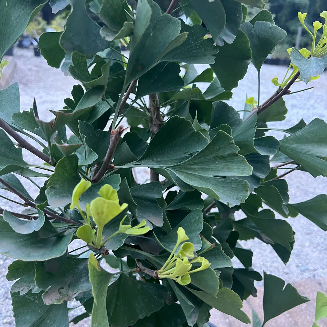 Chi Chi Ginkgo 6 Gal