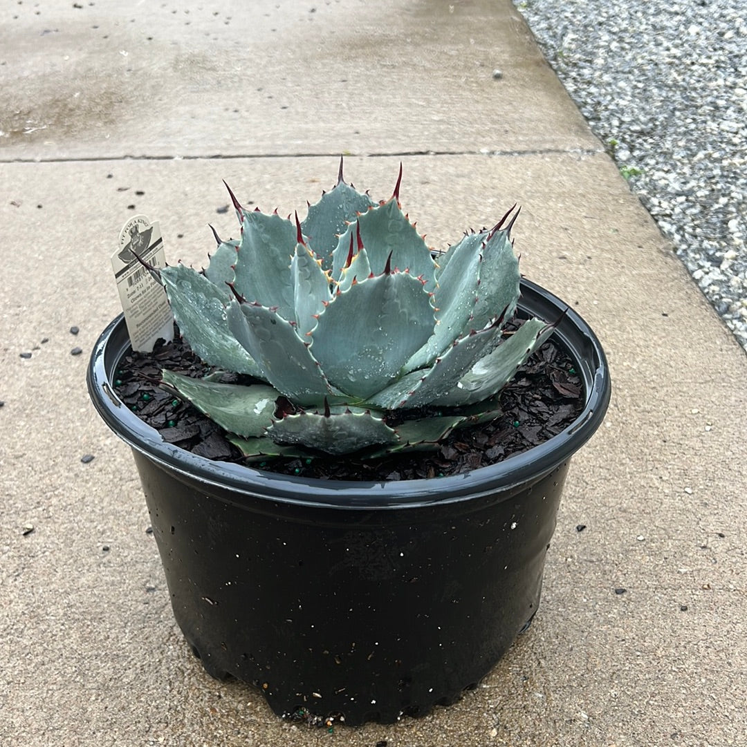 JC Raulston Agave 3 Gal