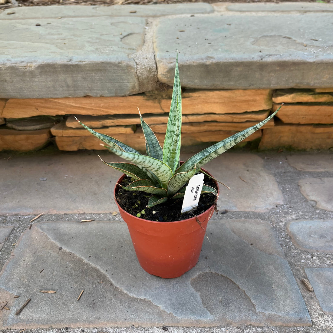 Sansevieria Icicle Mikado