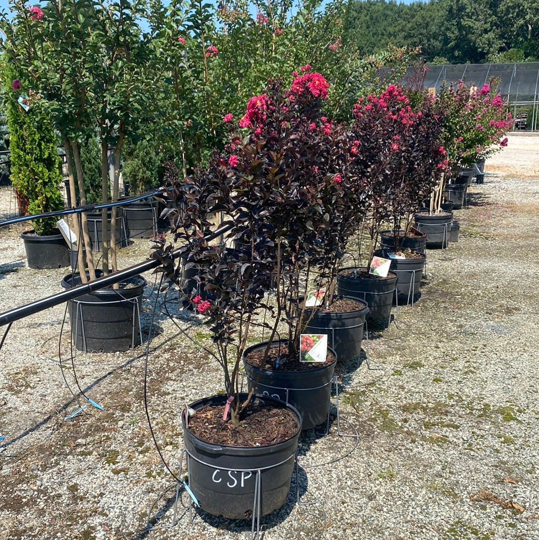Center Stage Pink Crapemyrtle