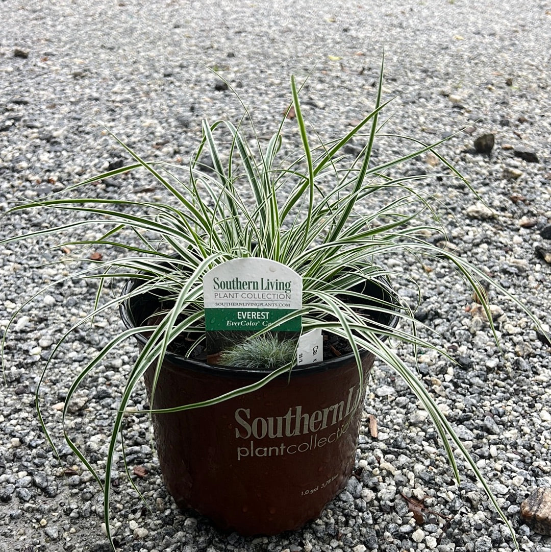 Everest Carex
