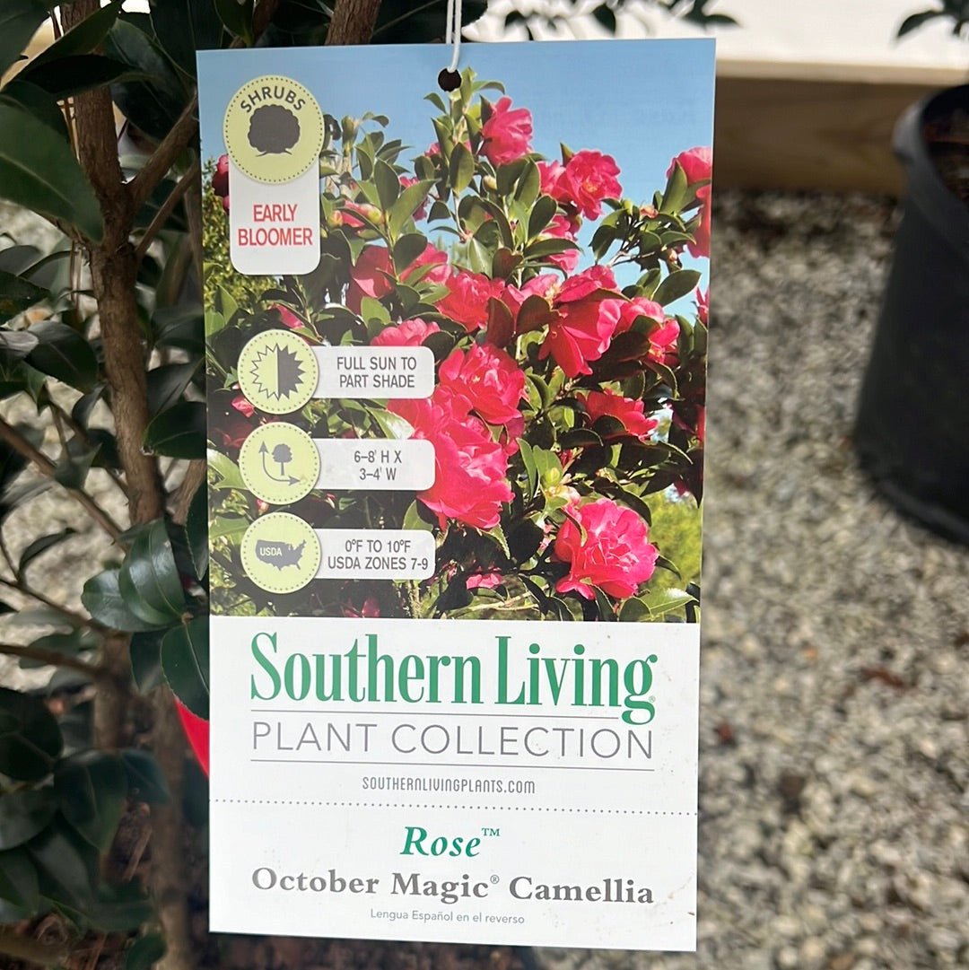 October Magic Rose Sasanqua