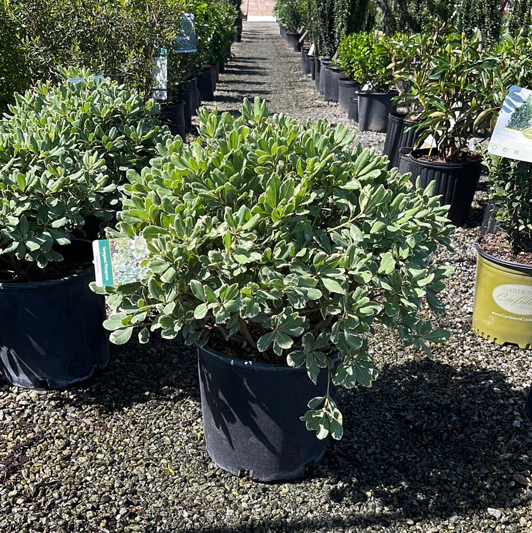 pittosporum indoor plant Variegated Pittosporum – Lichtenfelt's