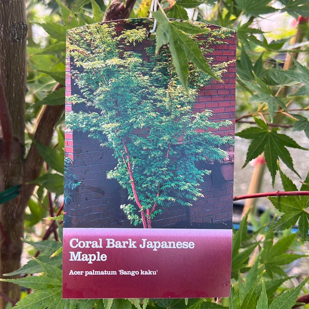 Coral Bark Japanese Maple