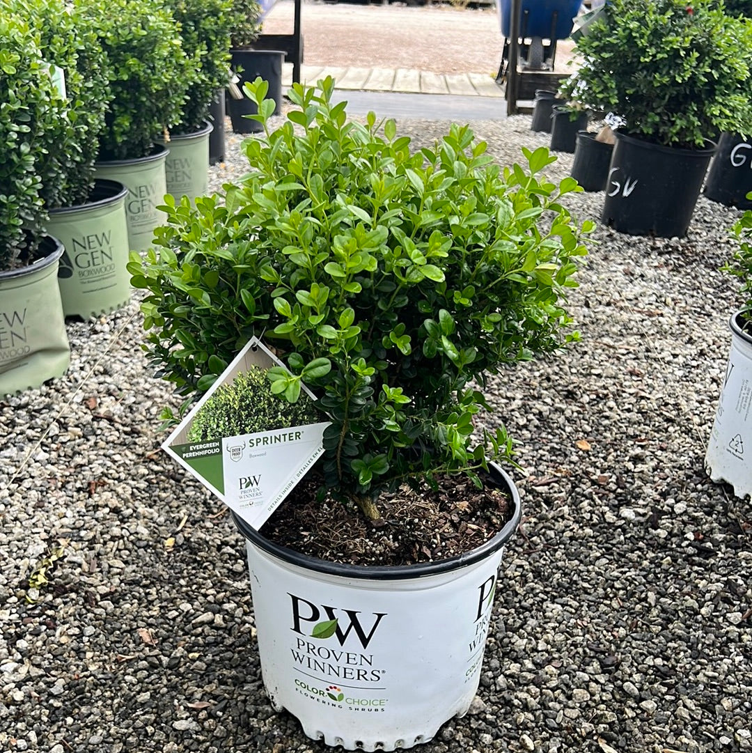 Sprinter Boxwood 3 Gal