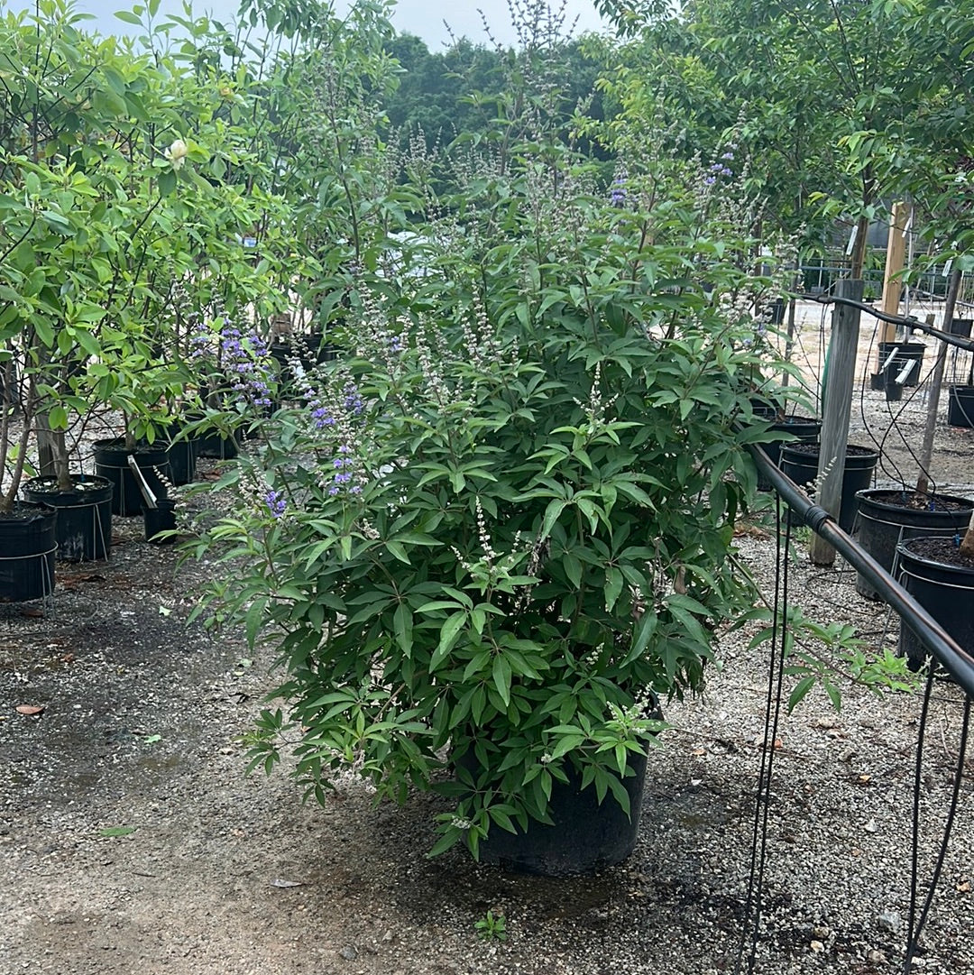 Shoal Creek Vitex 15 Gal