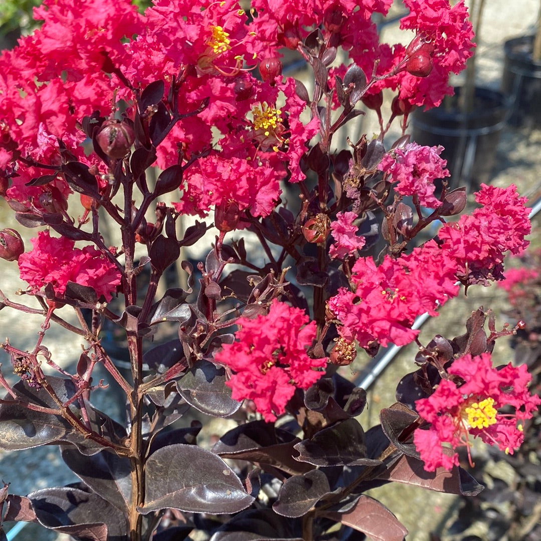 Center Stage Pink Crapemyrtle