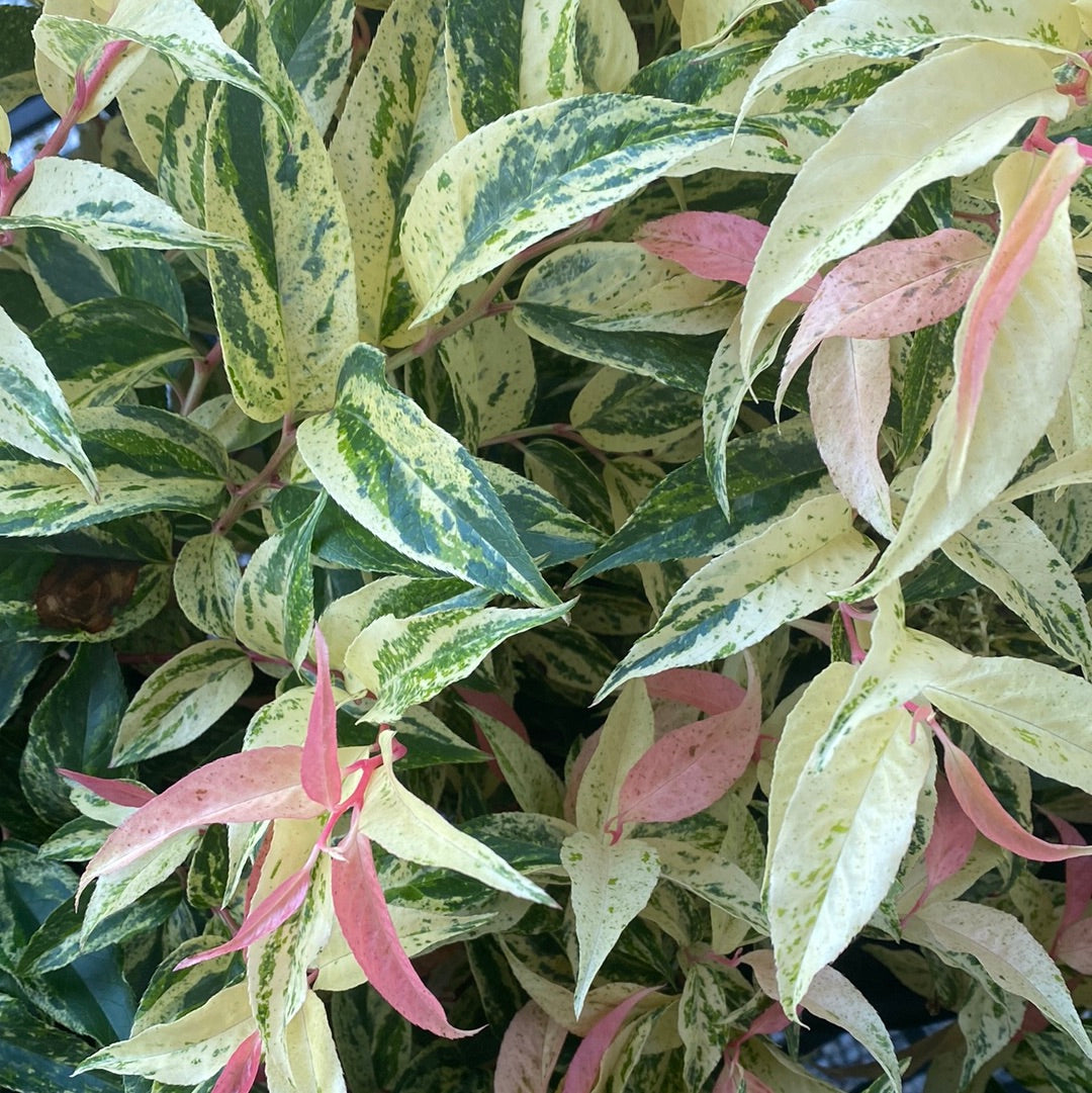 Rainbow Leucothoe 3 Gal