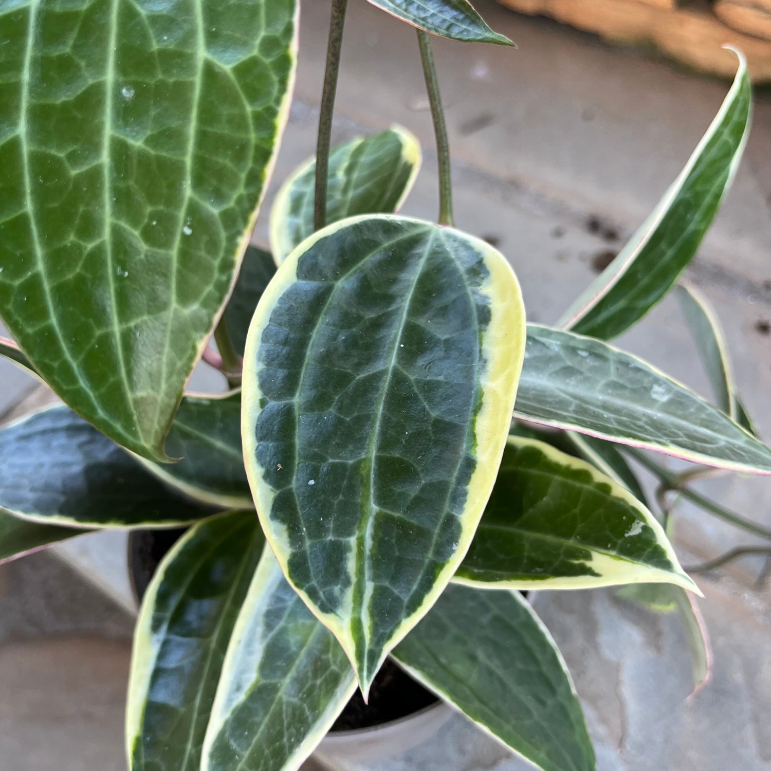 Hoya Latifolia Albomarginata