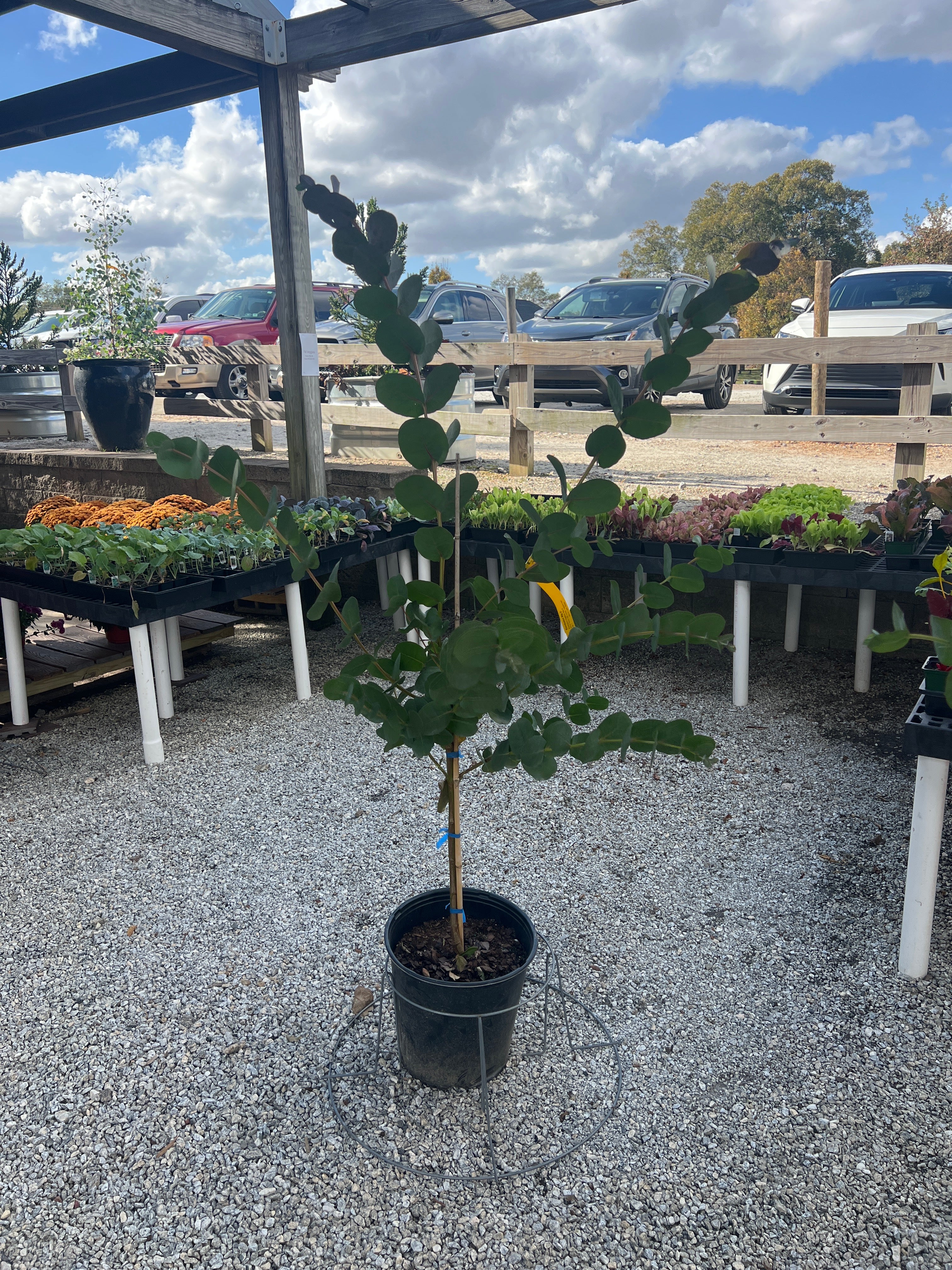 Big O Eucalyptus