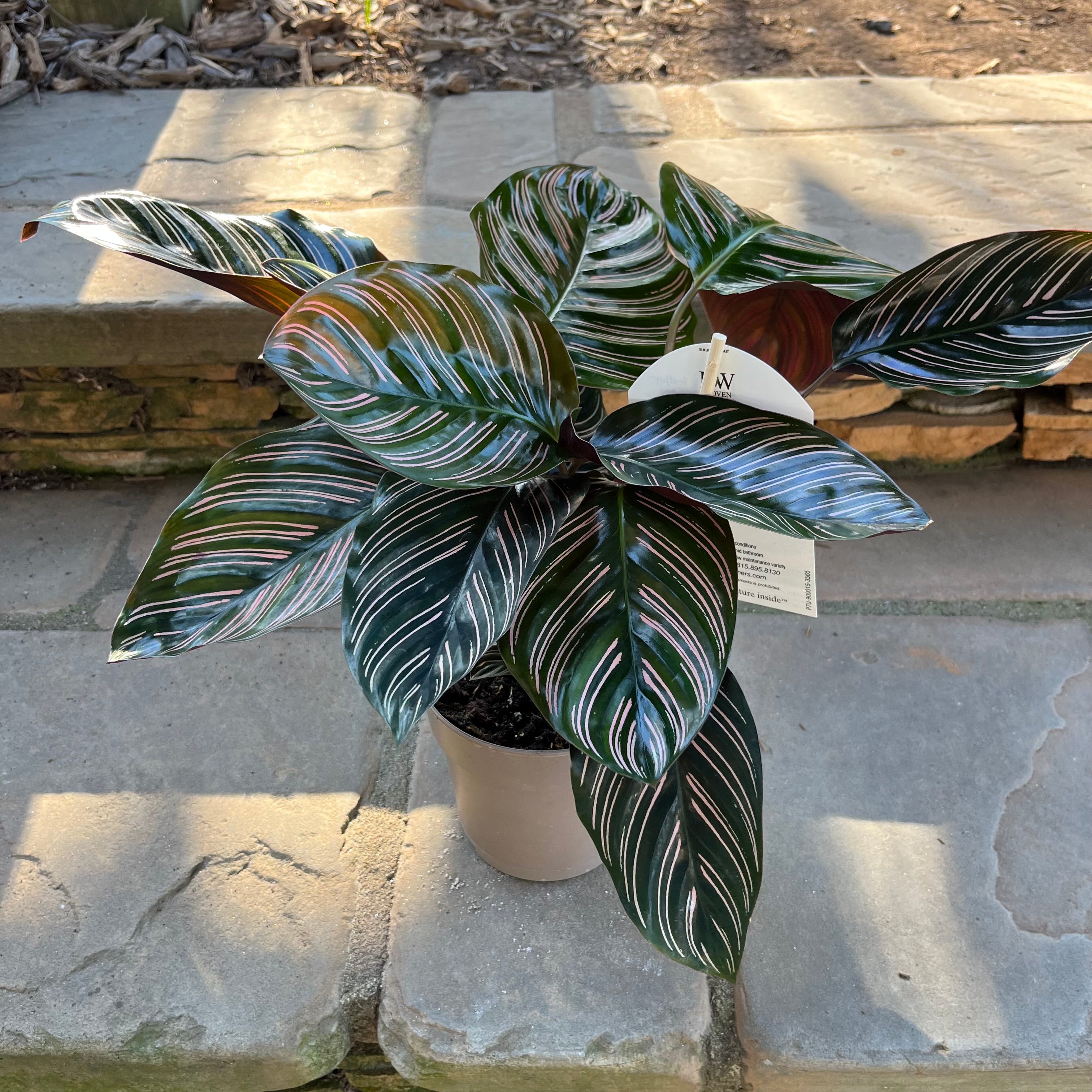 calathea ornata indoor plant Calathea Ornata – Lichtenfelt's