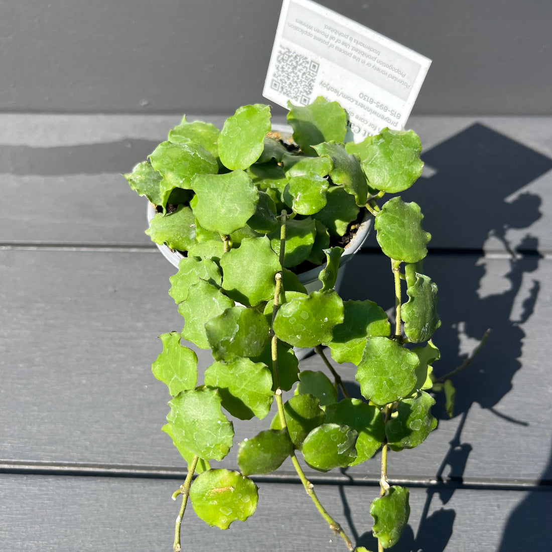 Hoya Endauensis
