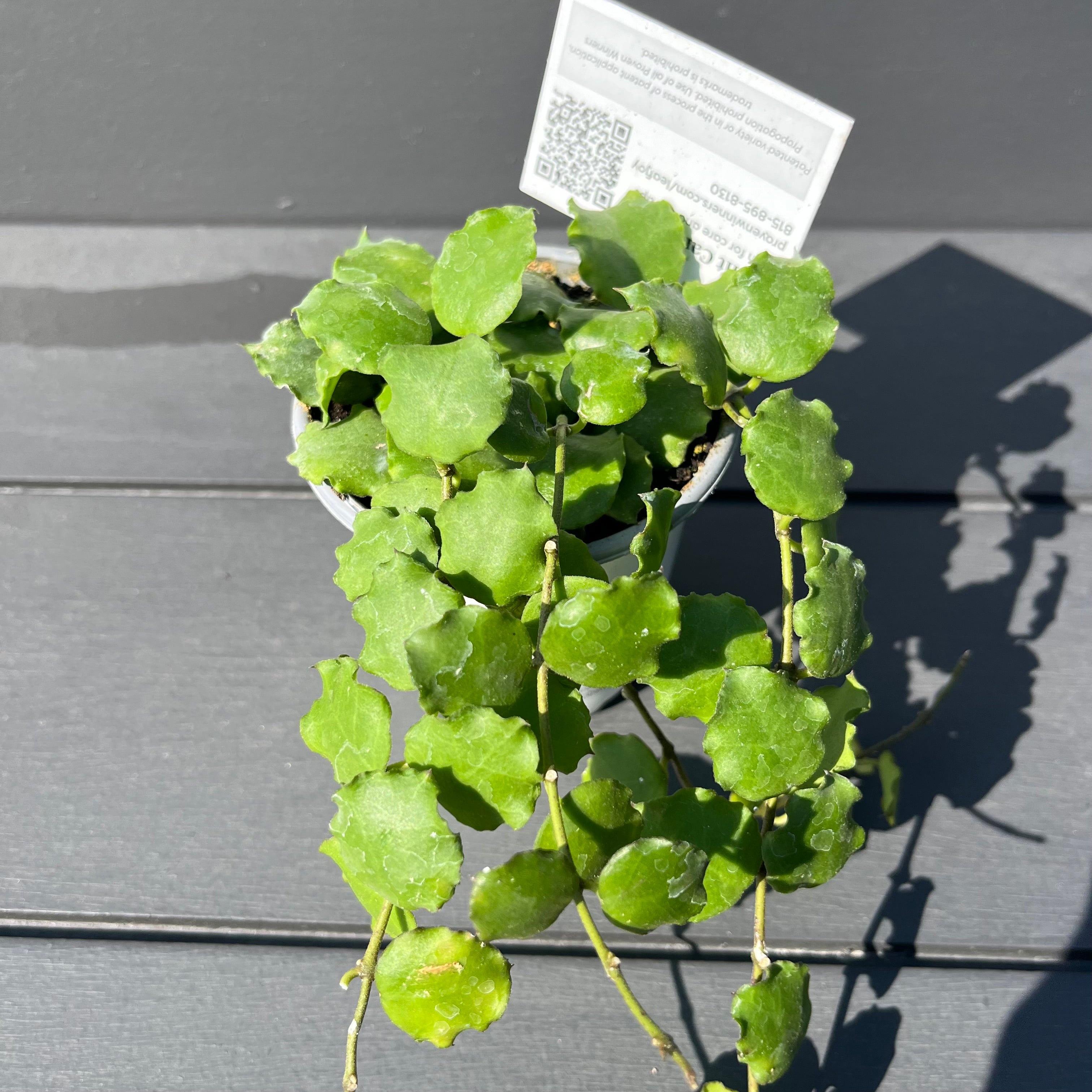 Hoya Endauensis