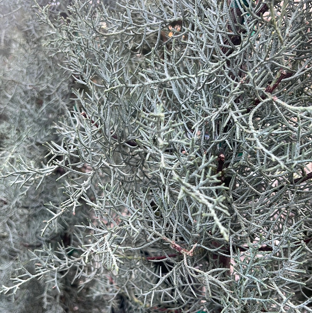 Blue Steel Arizona Cypress 7 Gal