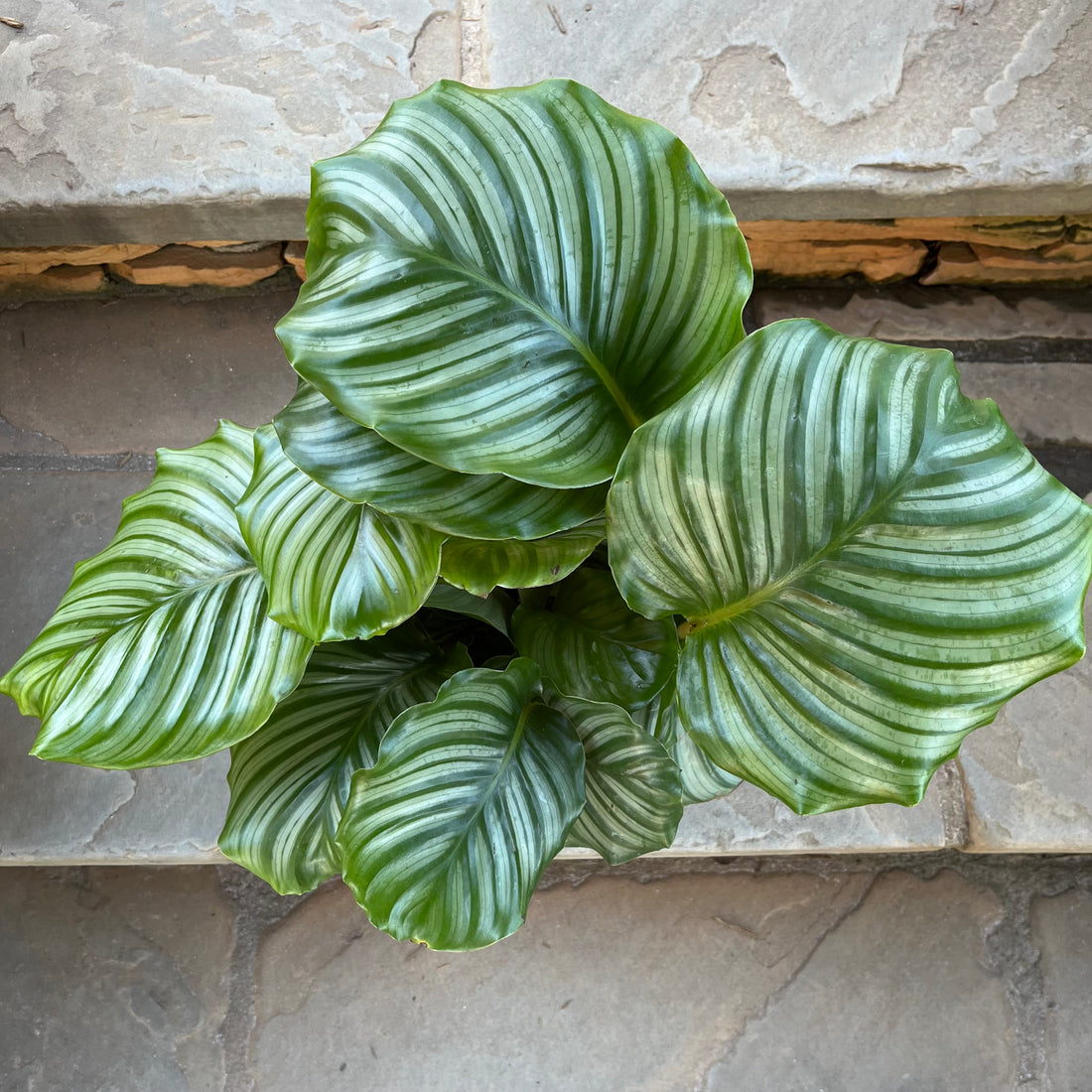 Calathea Orbifolia