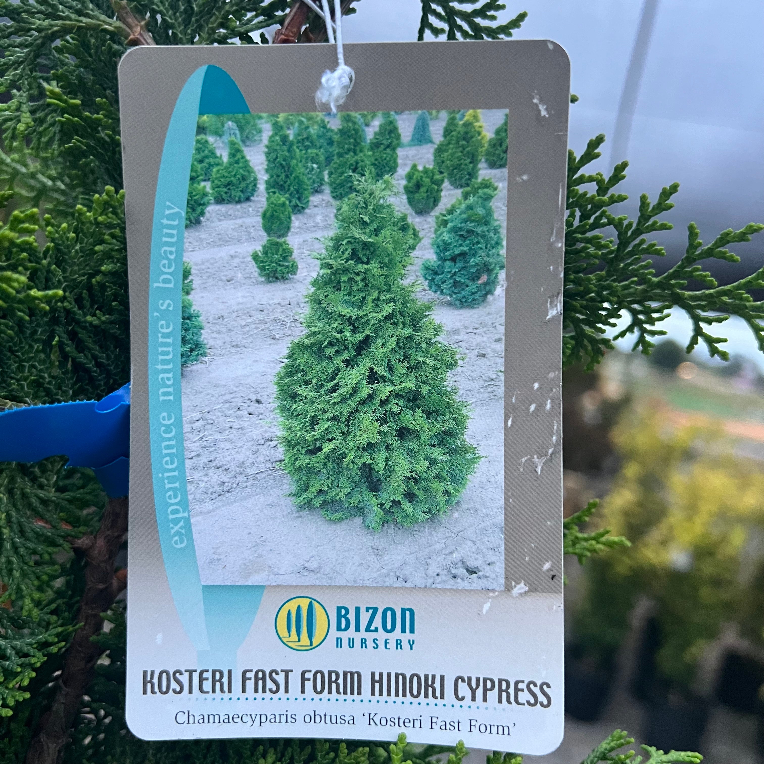 Kosteri Hinoki Cypress