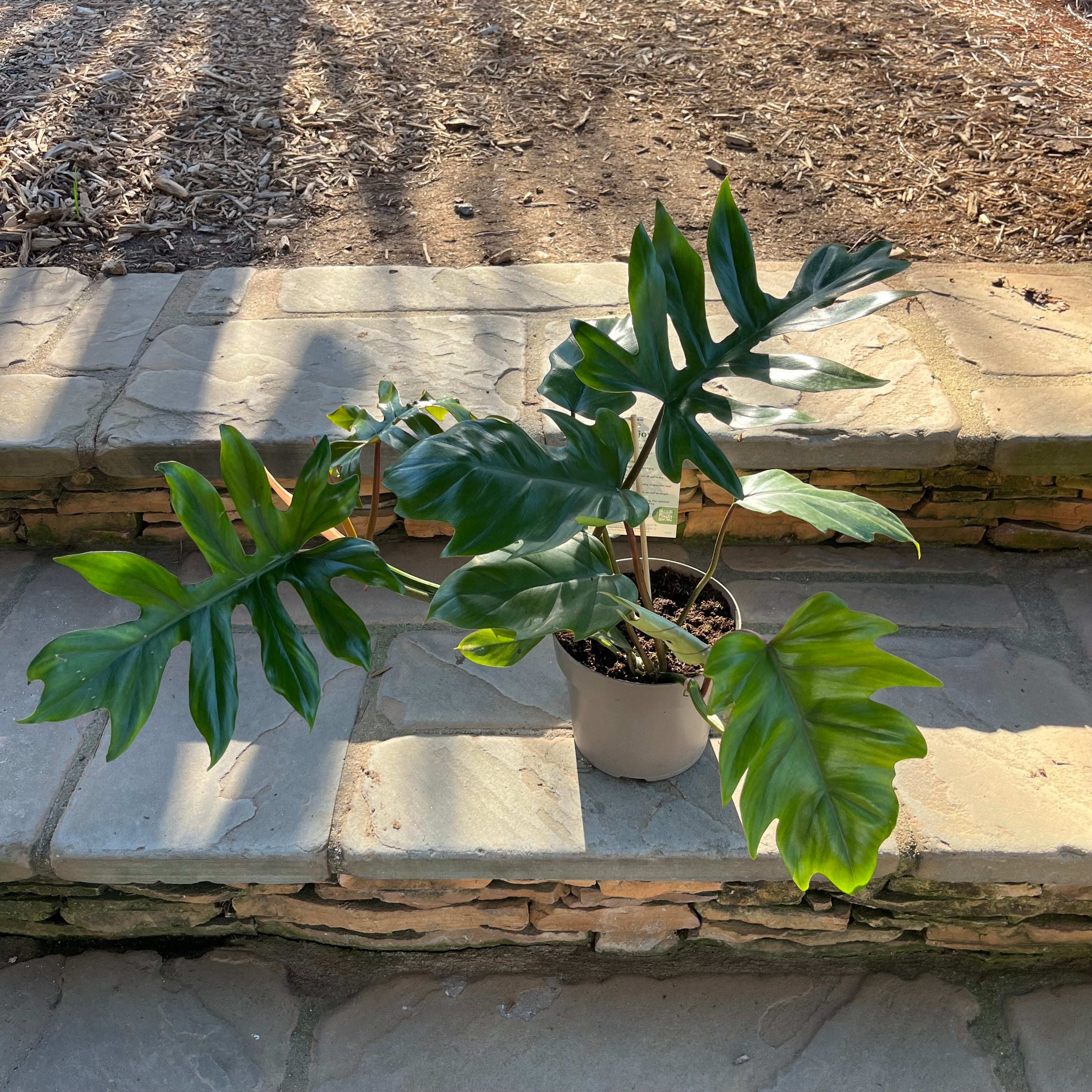 mature philodendron mayoi Philodendron Mayoi – Lichtenfelt's