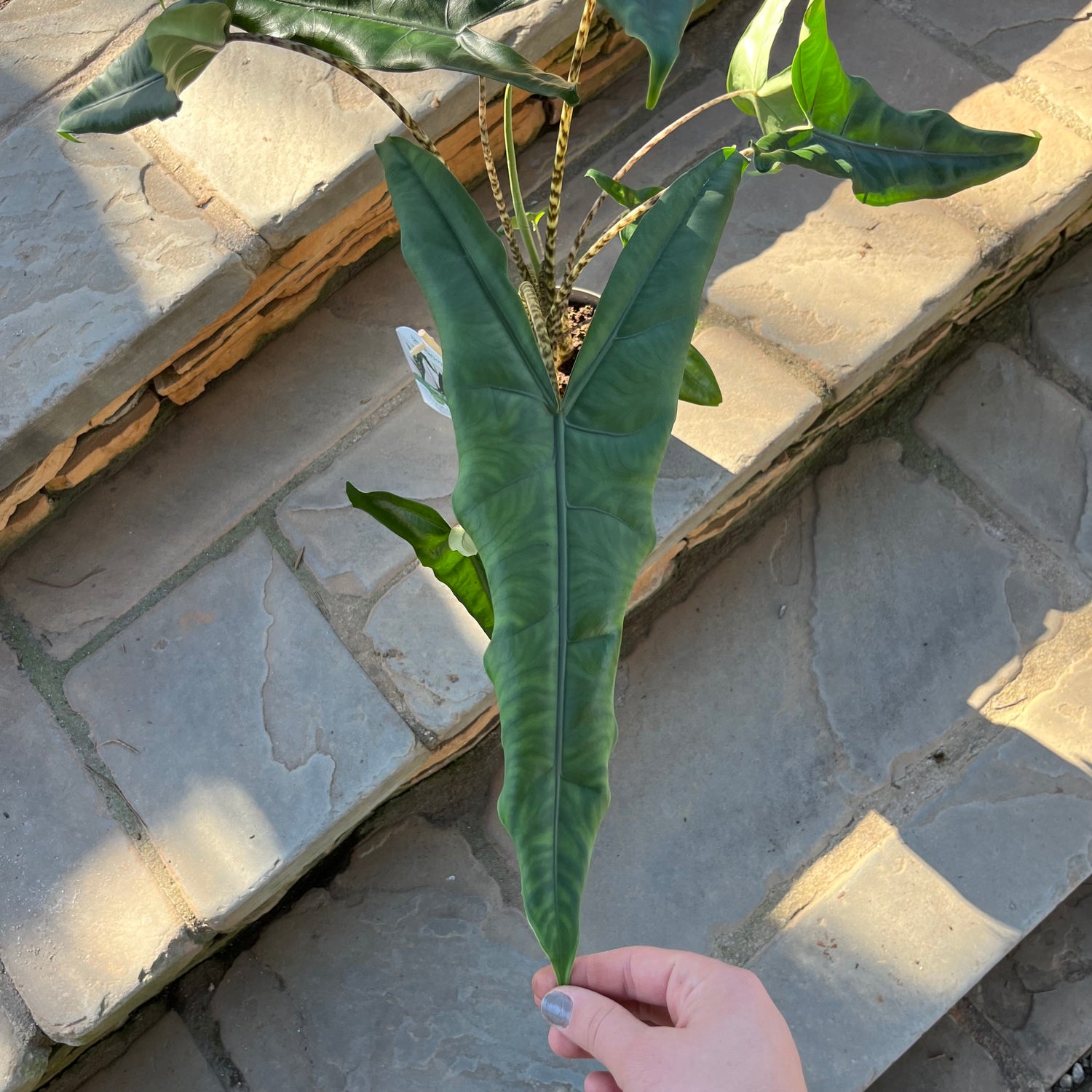 Jungle Cat Alocasia