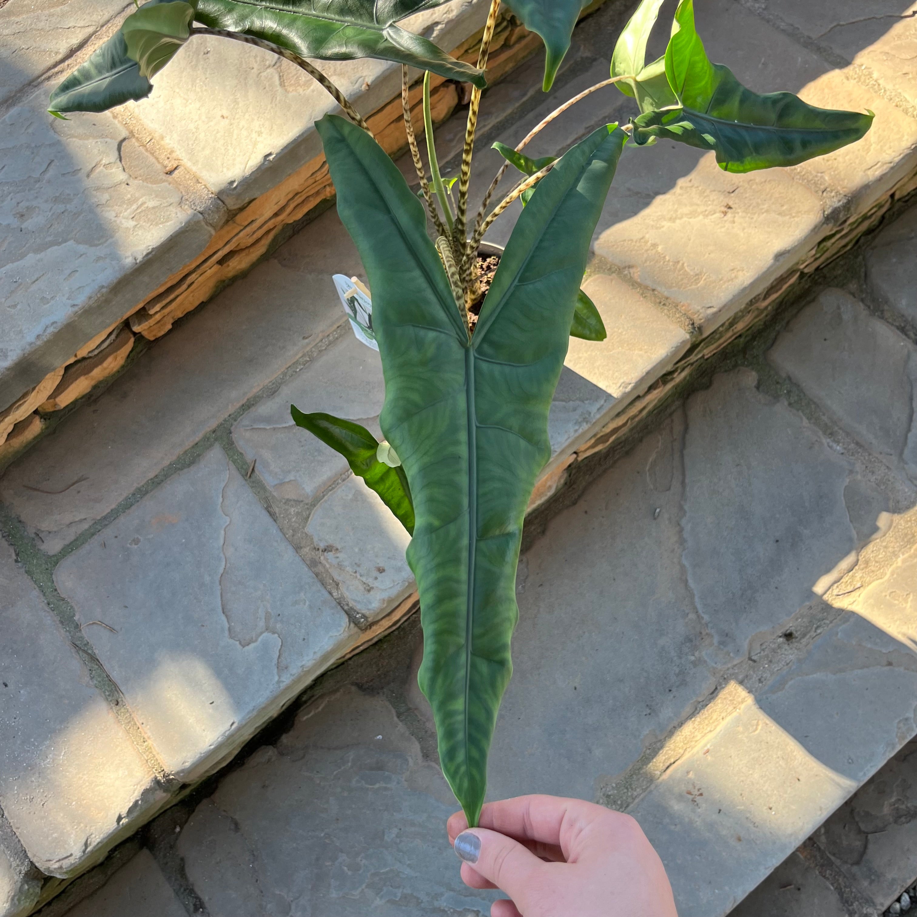 Jungle Cat Alocasia