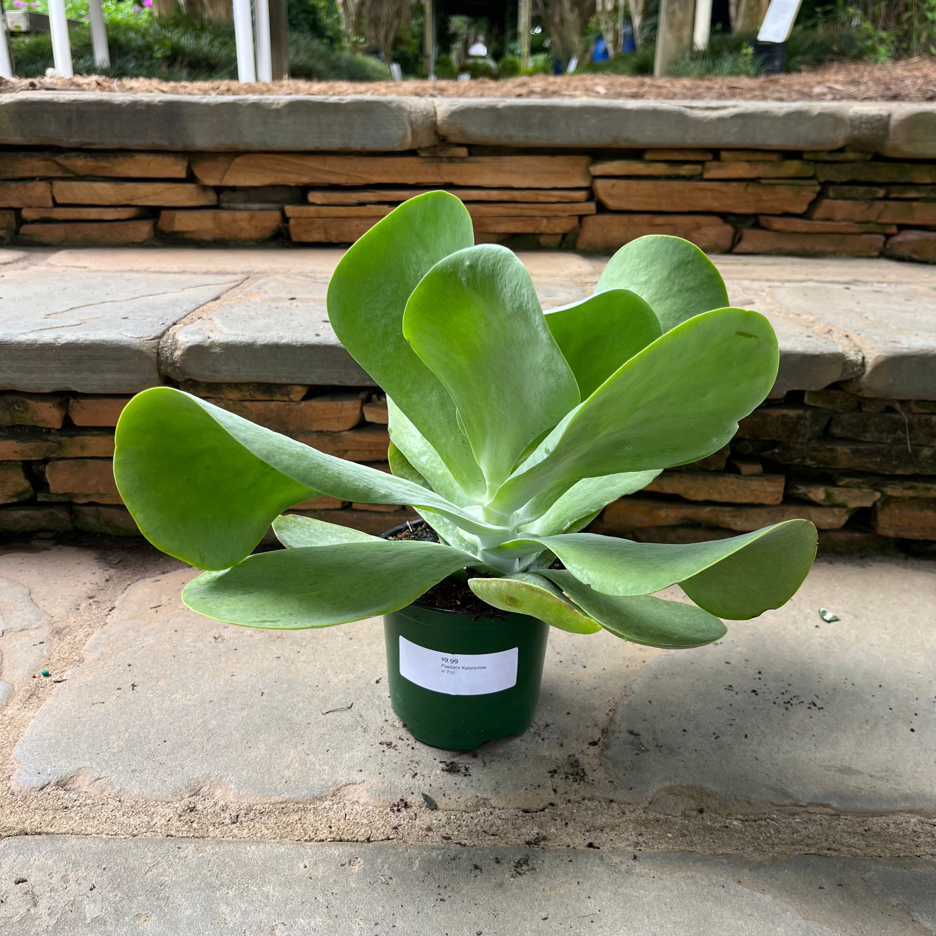 large flapjack succulent Flapjack Kalanchoe – Lichtenfelt's