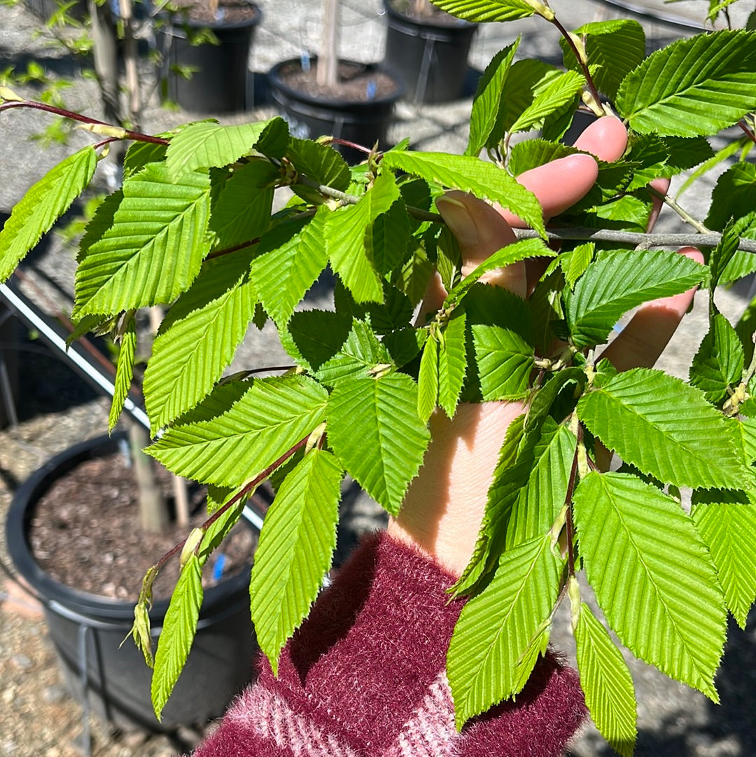 Upright European Hornbeam 15 Gal