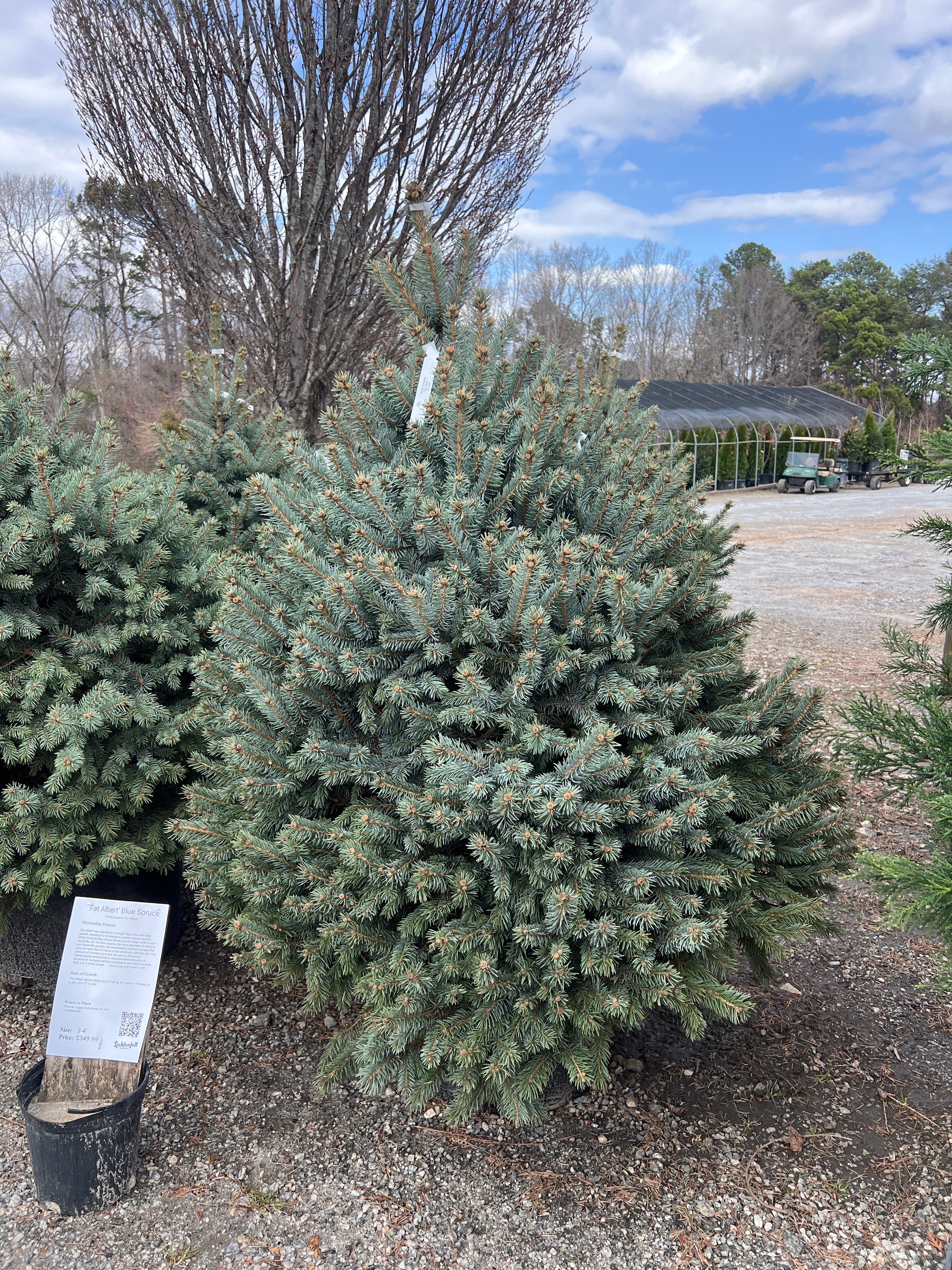 Fat Albert Blue Spruce