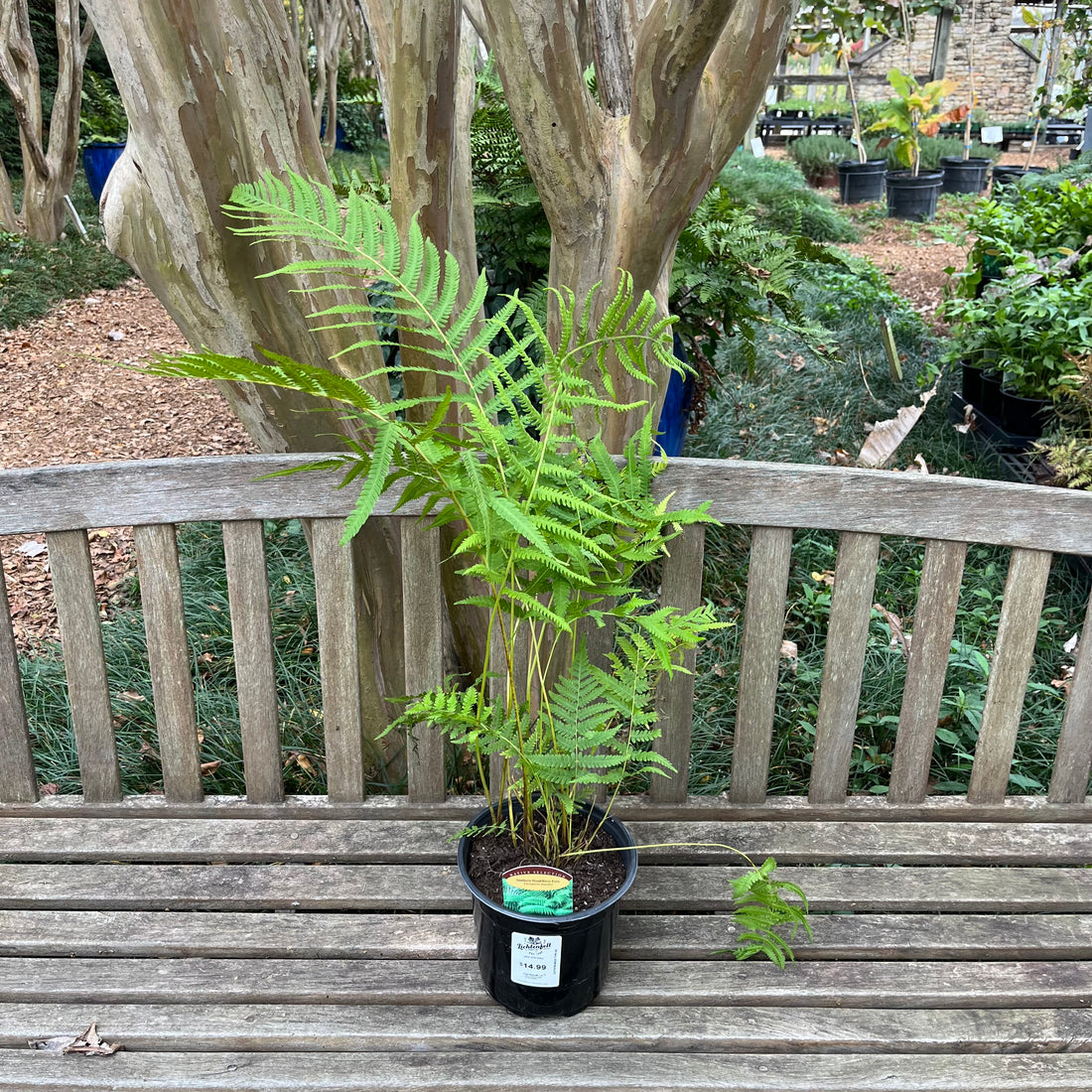 Southern Wood/Shield Fern