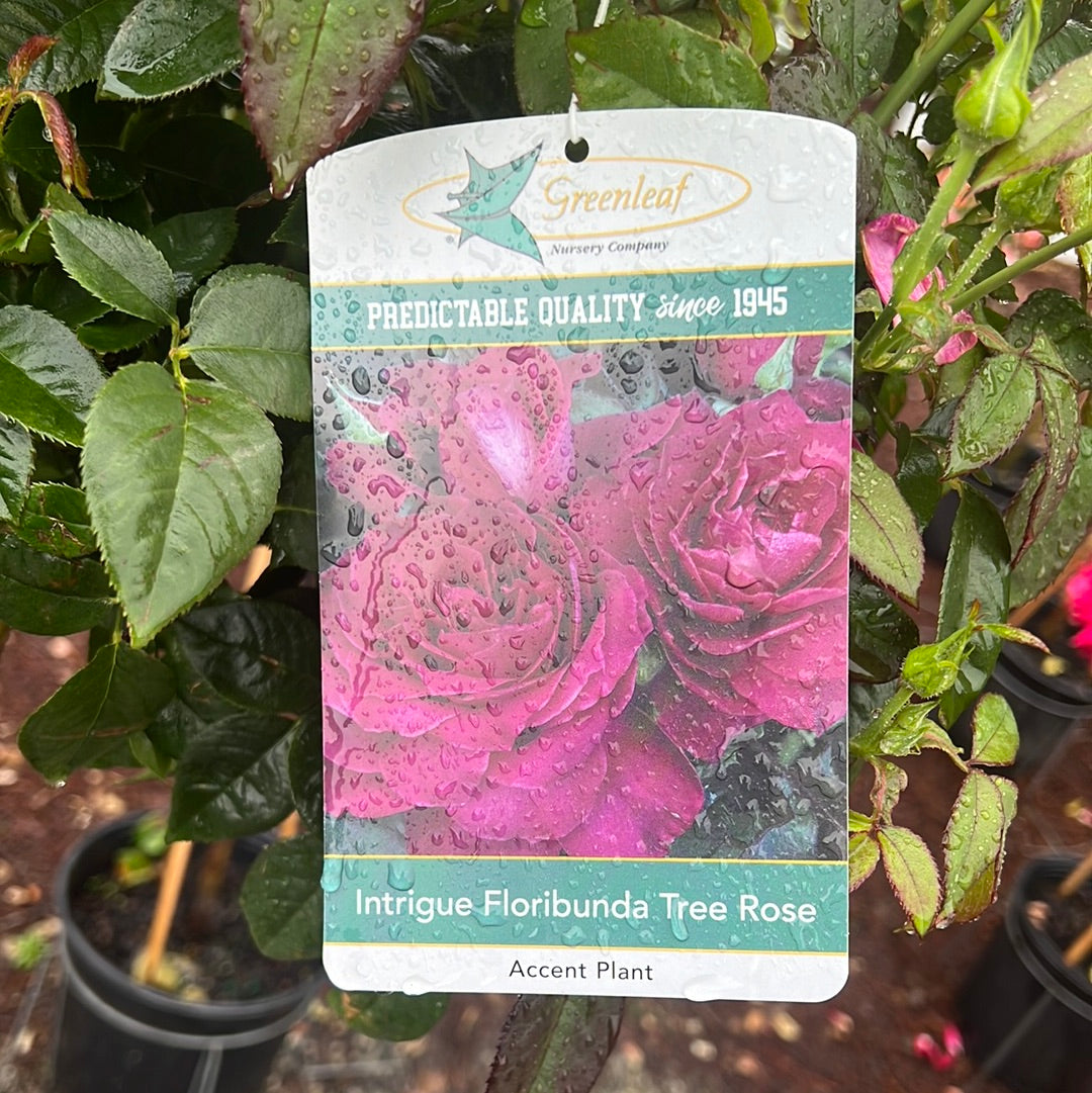 Intrigue Rose 5G/Patio