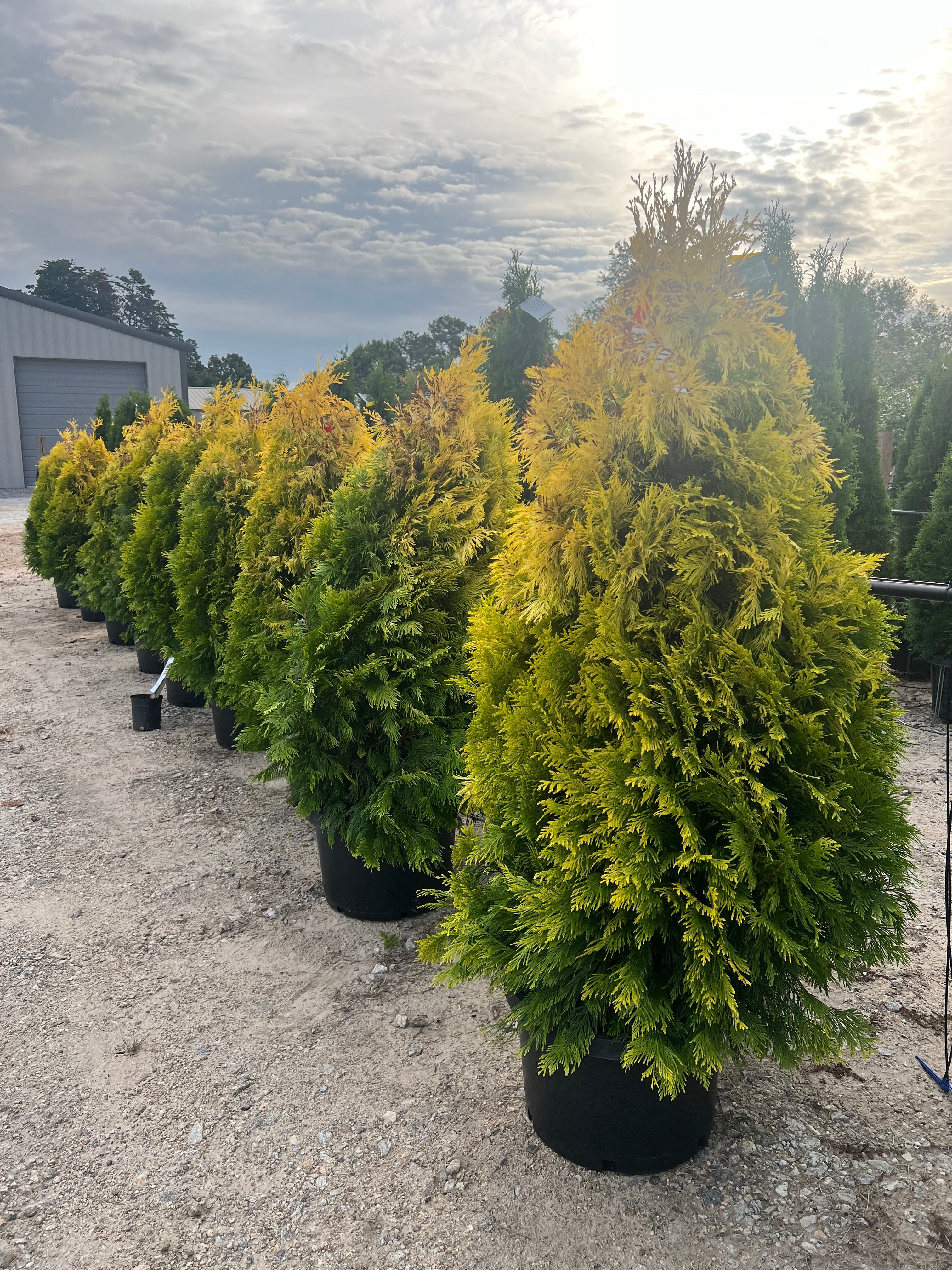 Forever Goldy Arborvitae