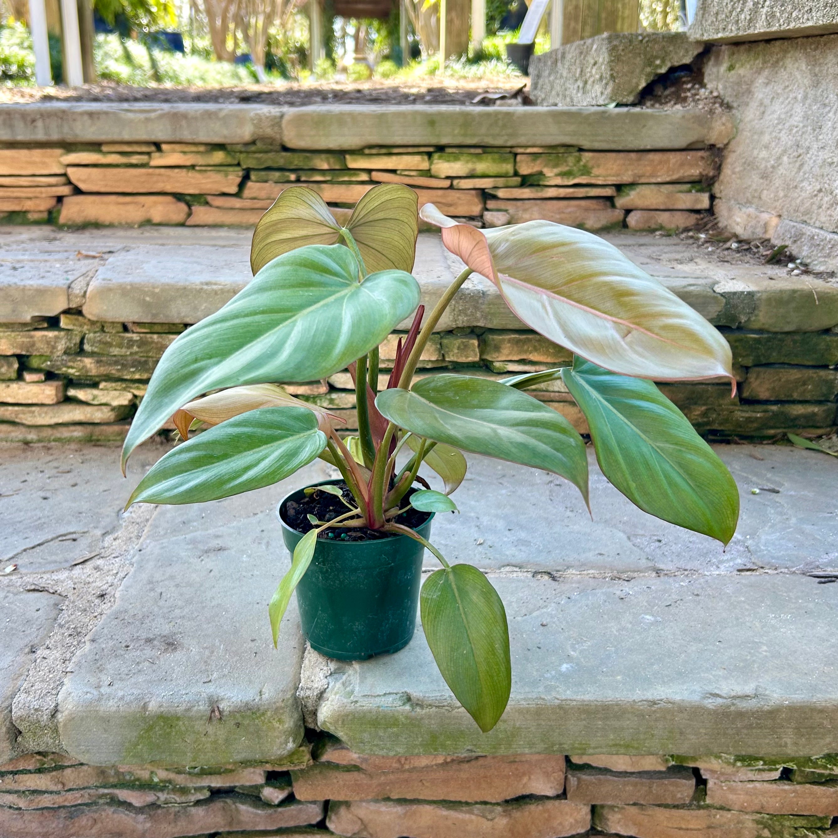 philodendron glory Summer Glory Philodendron – Lichtenfelt's