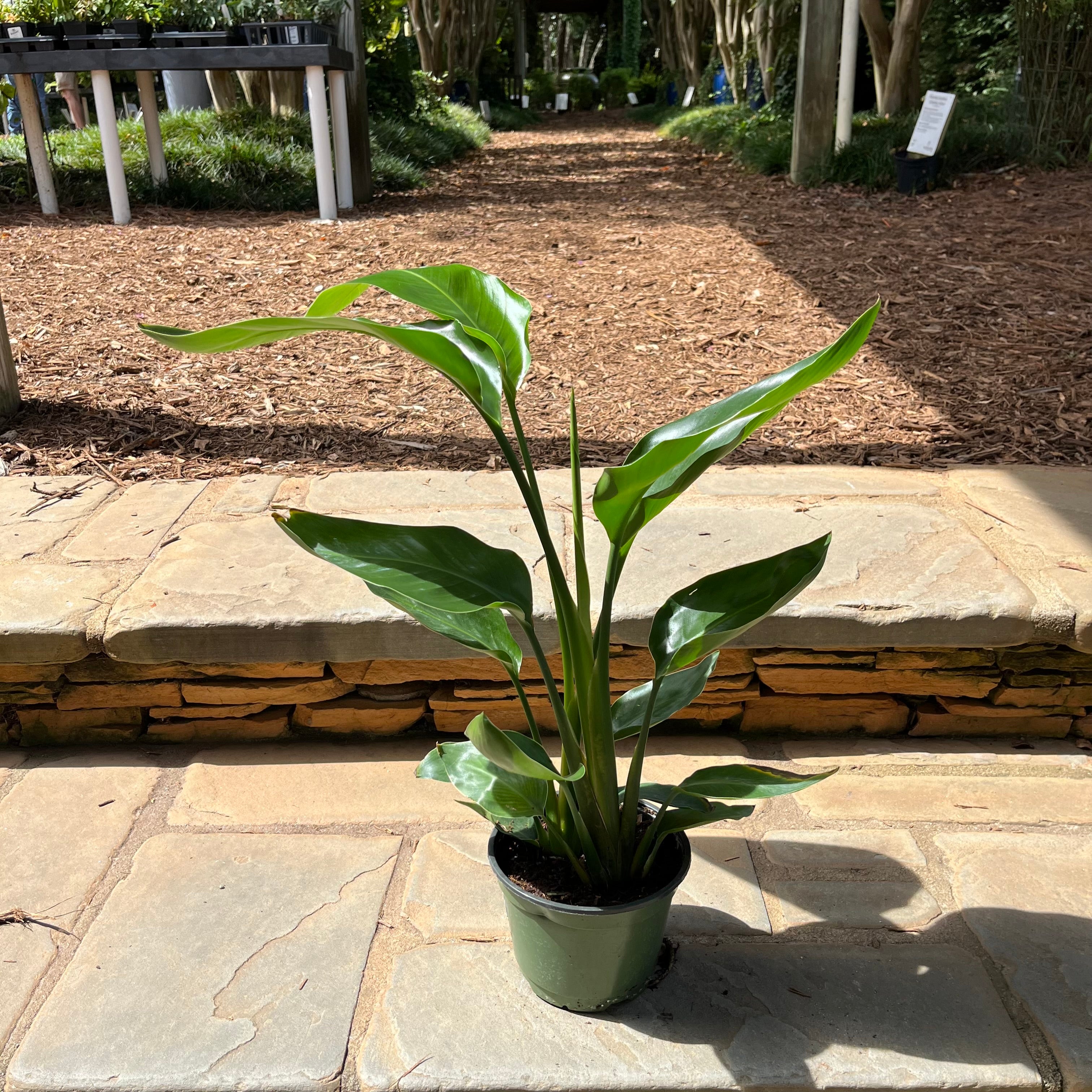 Bird of Paradise (White)
