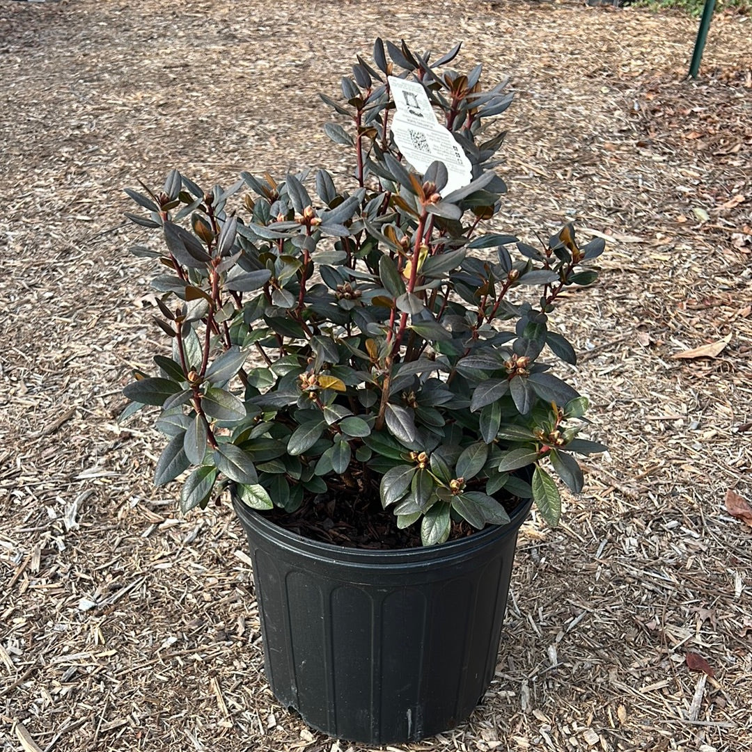 PJM Elite Star Rhododendron 3 Gal