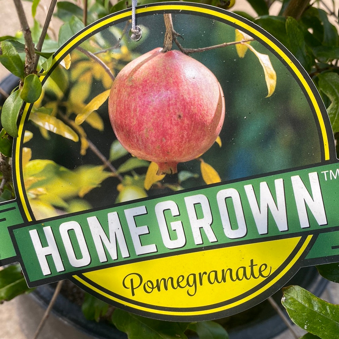 Pomegranate Wonderful 3 Gal