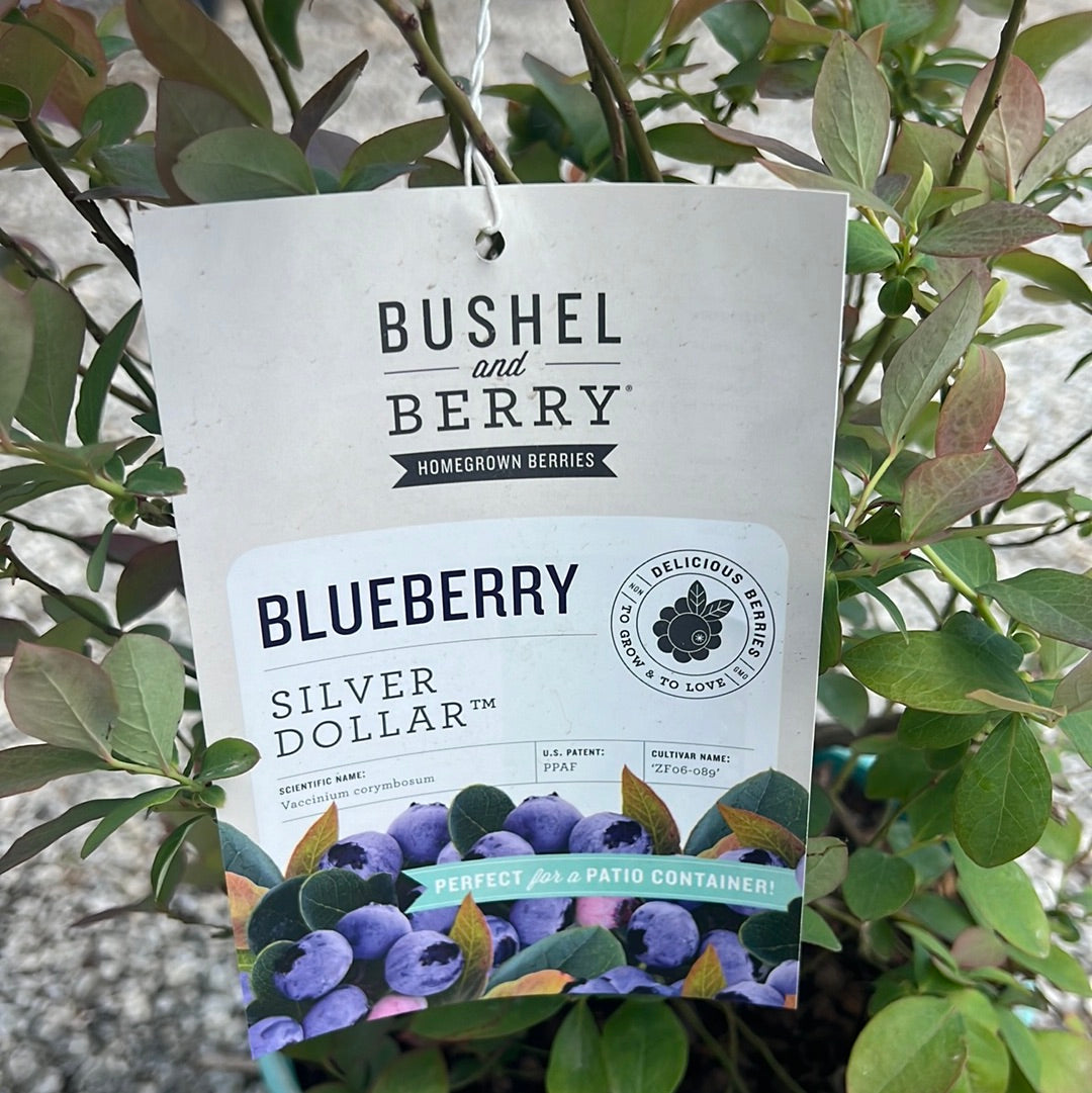 Silver Dollar Blueberry