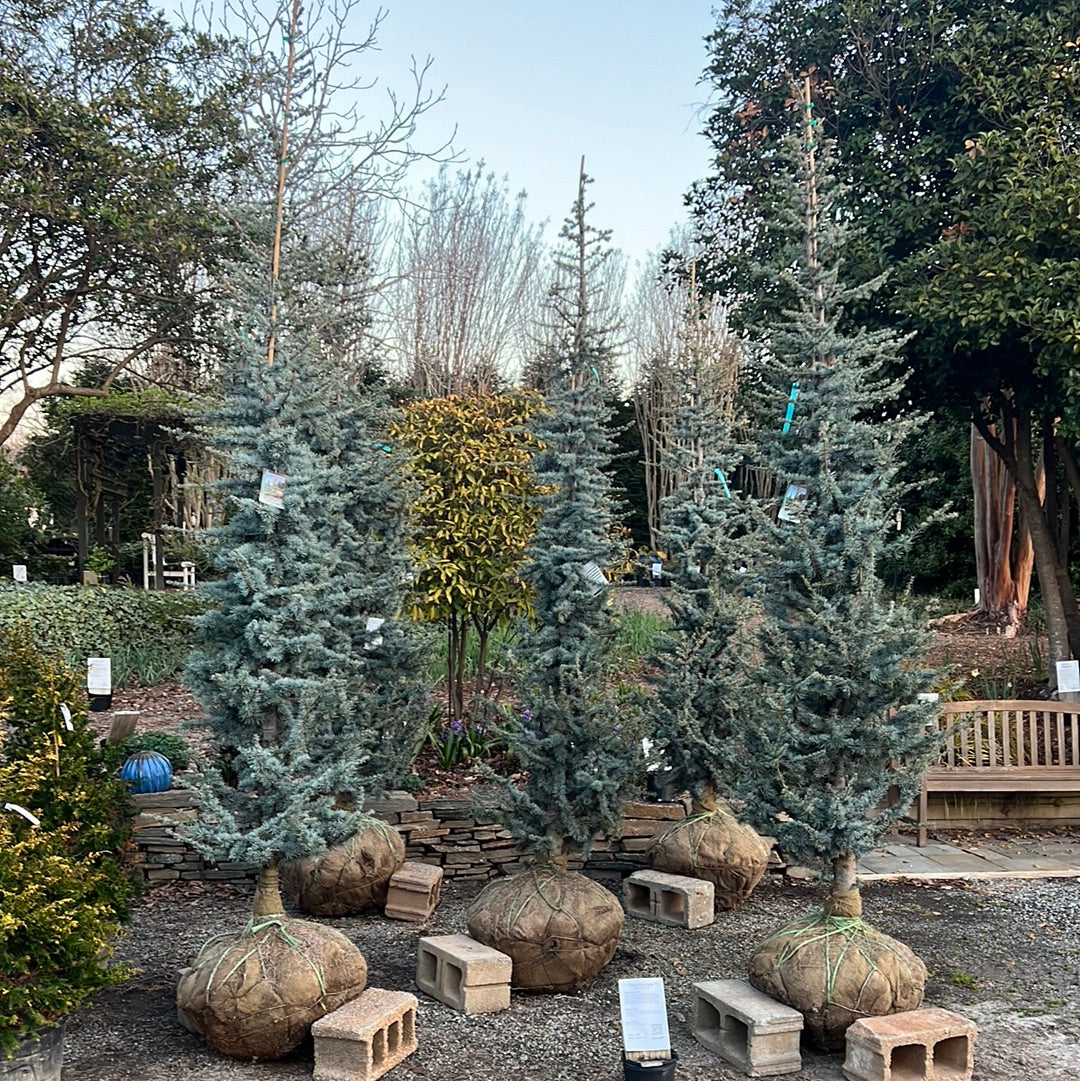 Blue Atlas Cedar