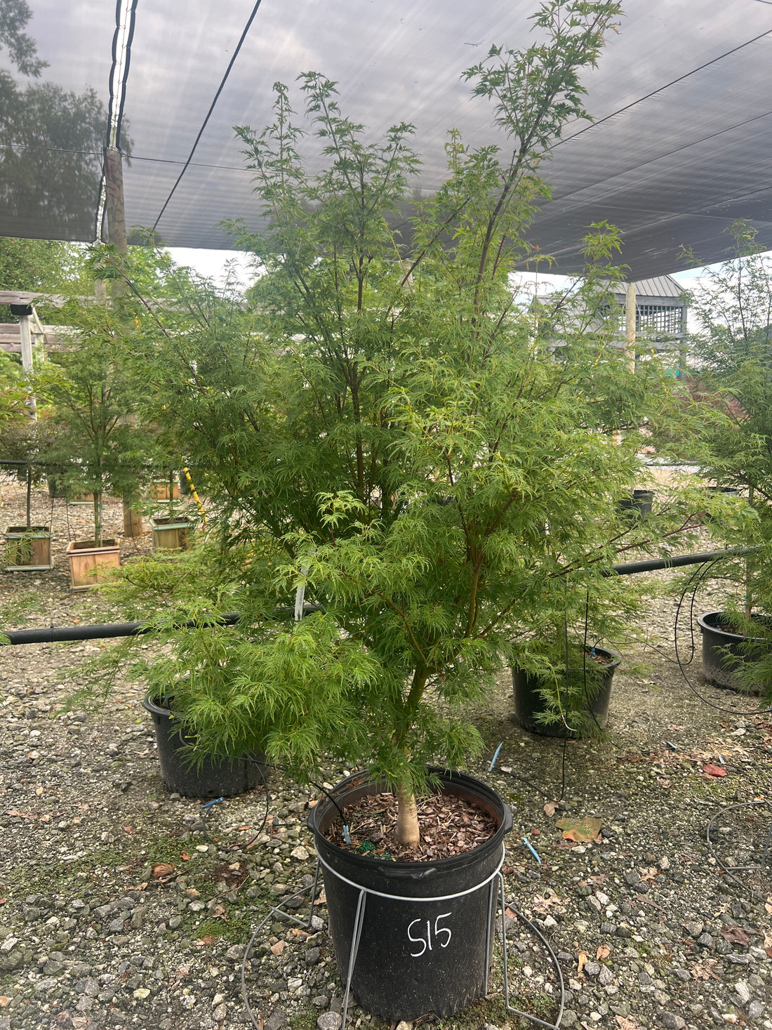 Seiryu Japanese Maple