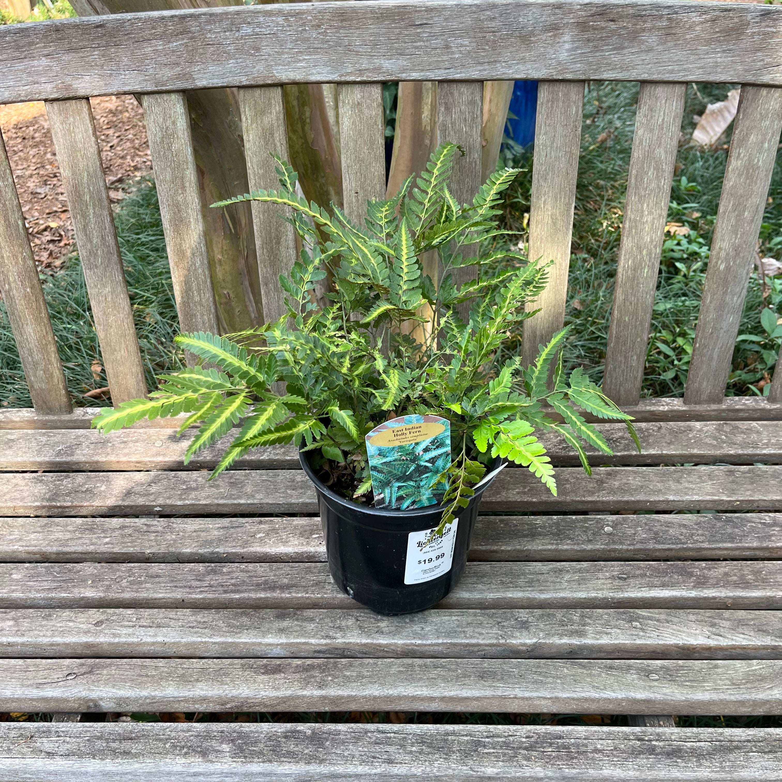 East Indian Holly Fern