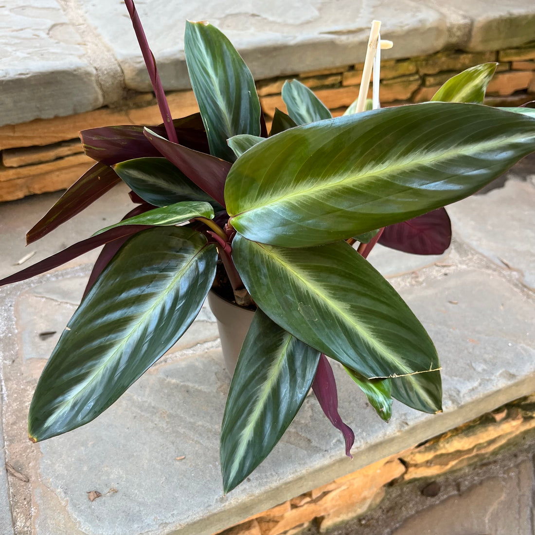 Stripestar Stromanthe