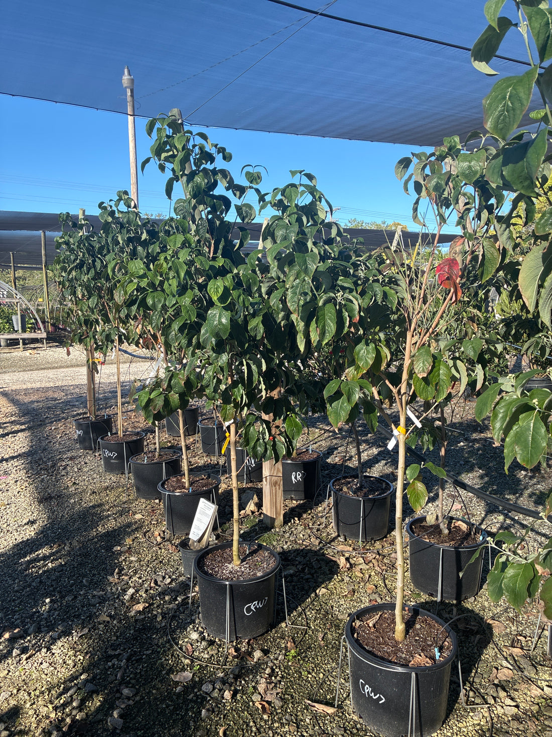 Cherokee Princess Dogwood