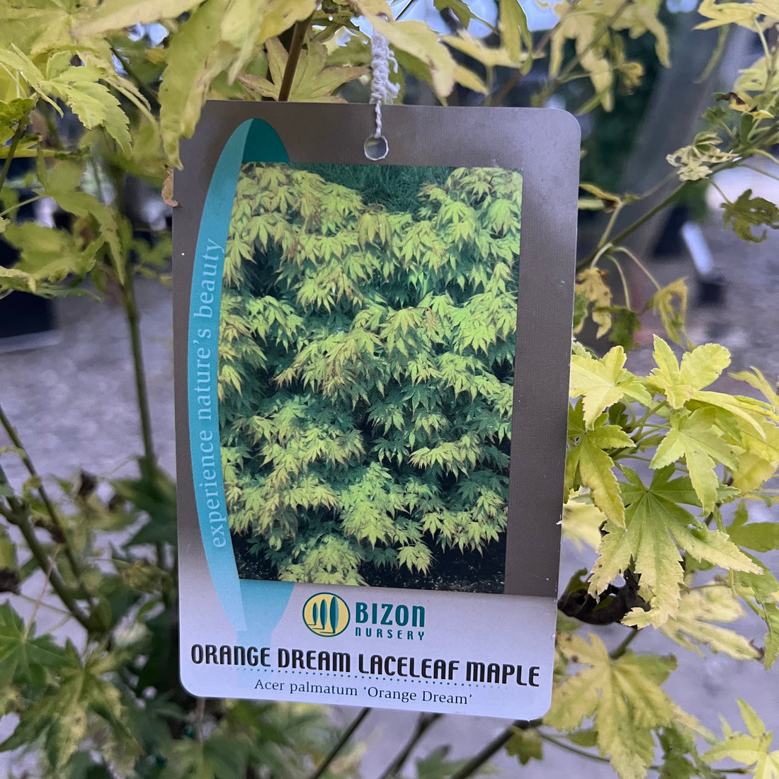 Orange Dream Jap Maple 3 Gal