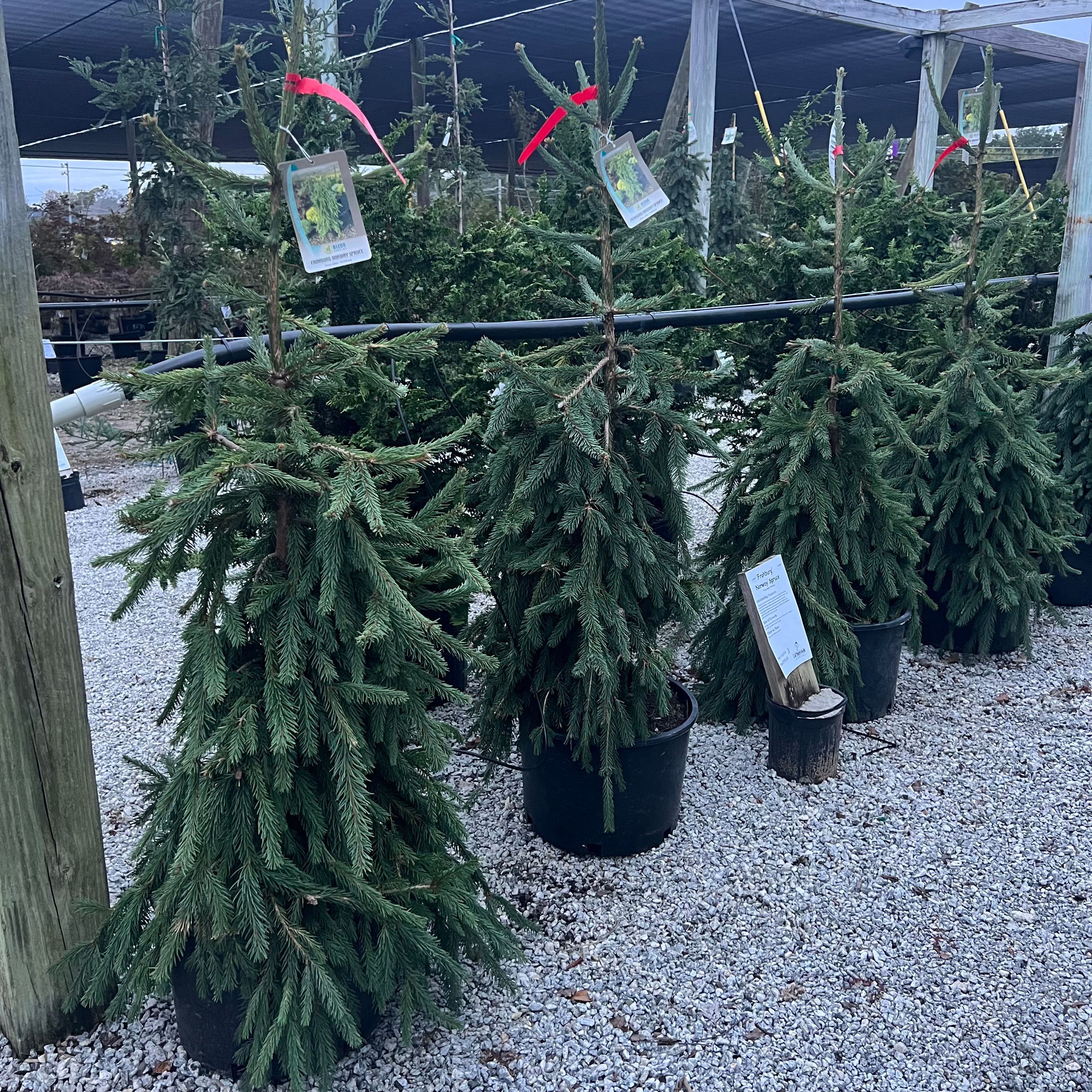 Frohburg Norway Spruce