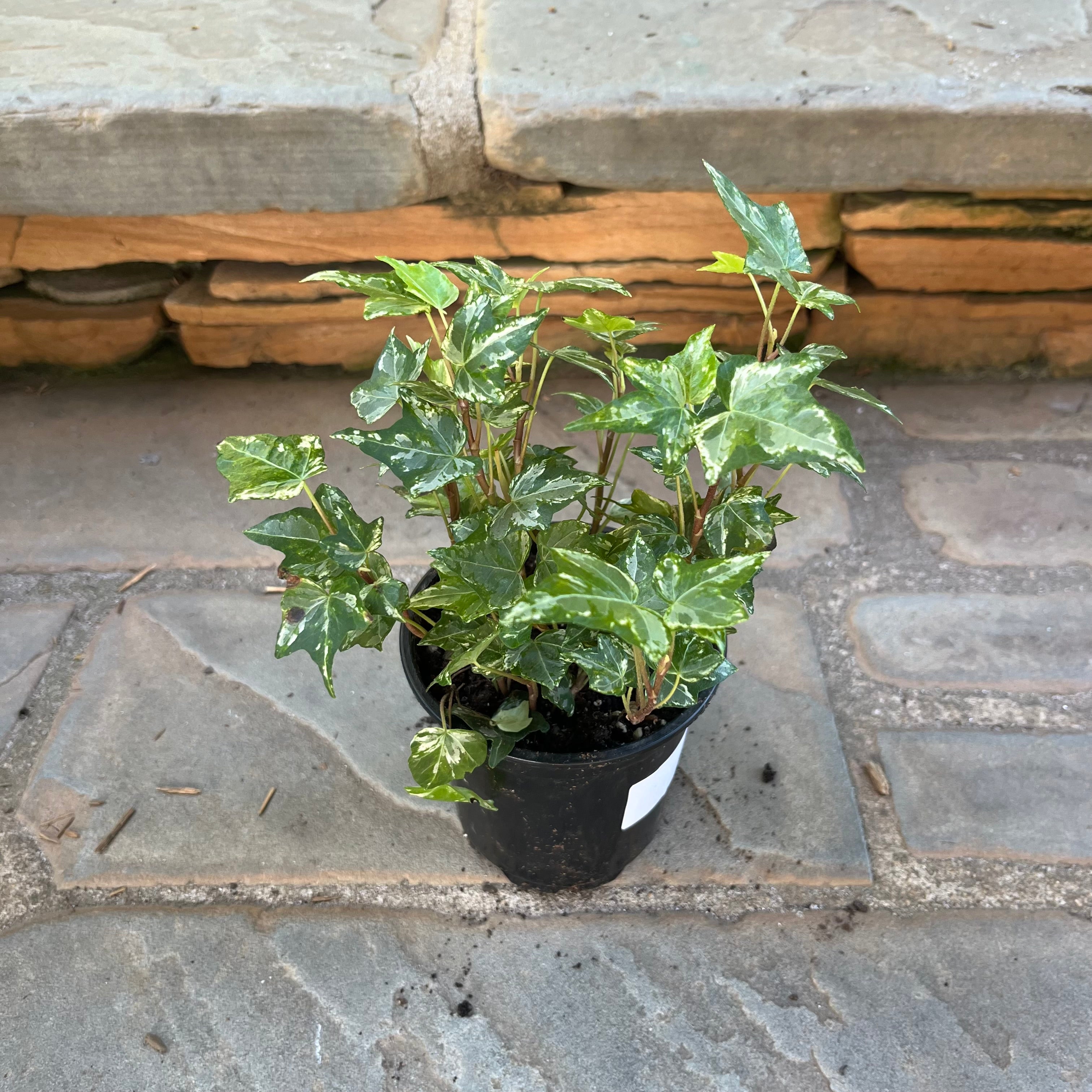 Colibri Ivy