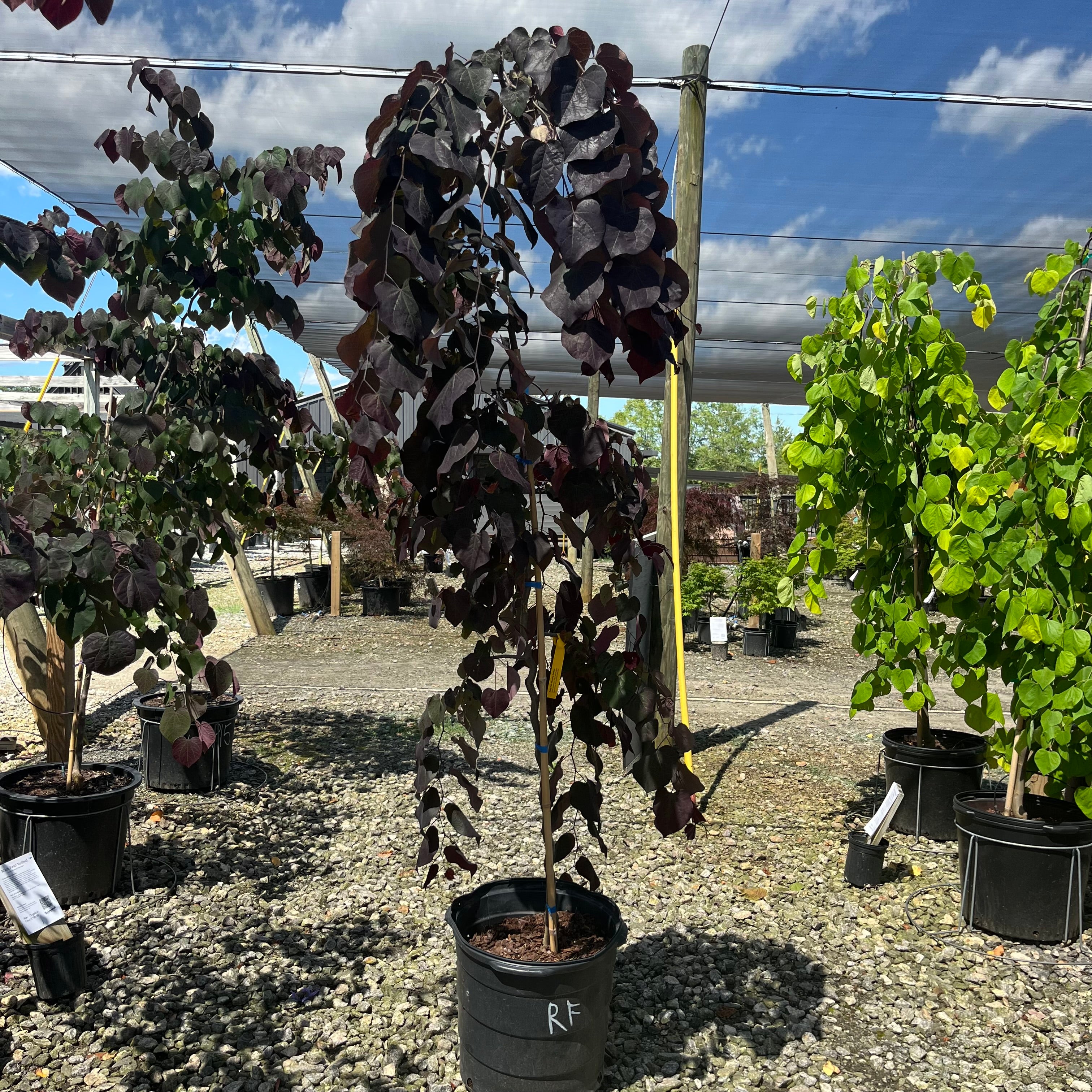 Ruby Falls Redbud – Lichtenfelt's