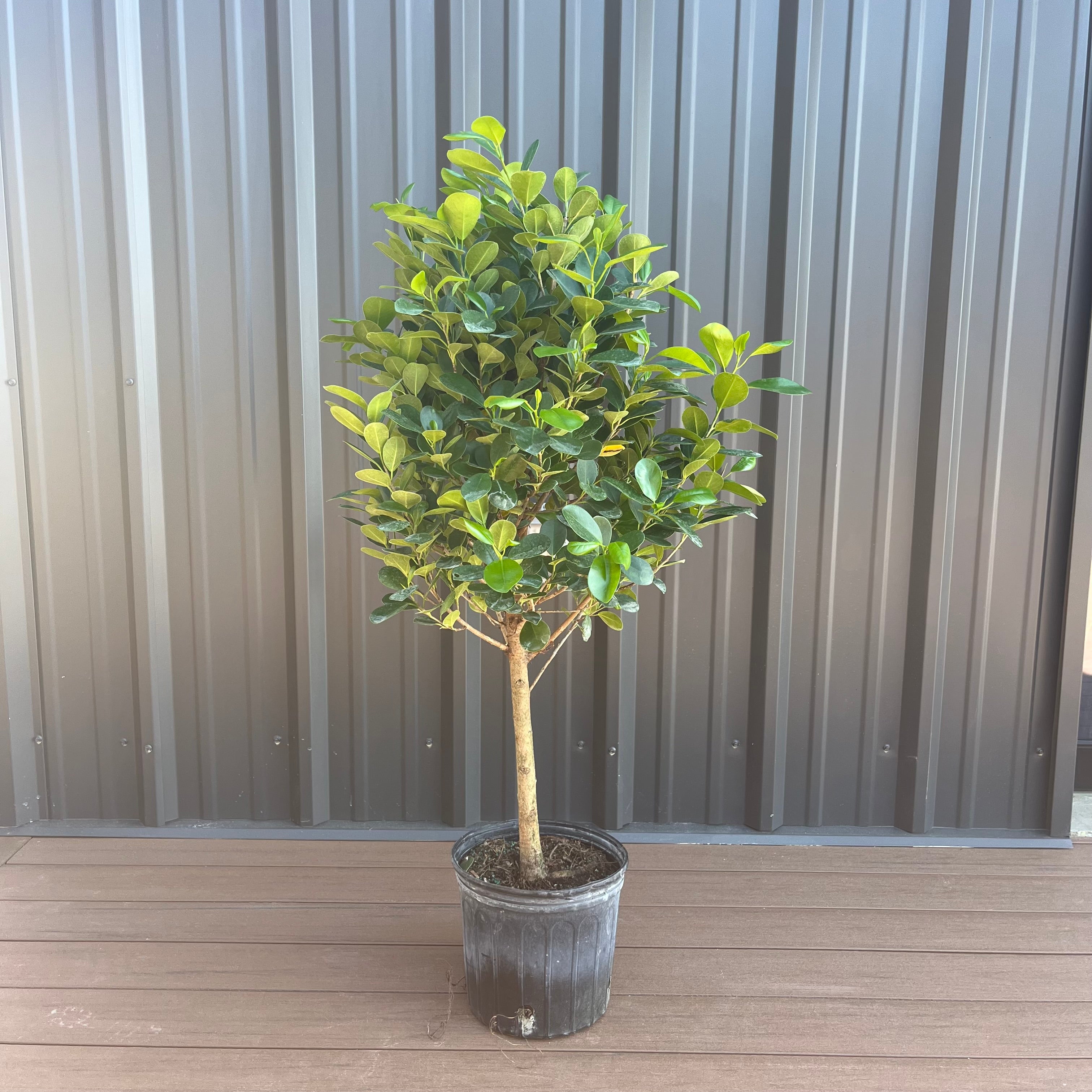 ficus plant pot Moclame Ficus – Lichtenfelt's