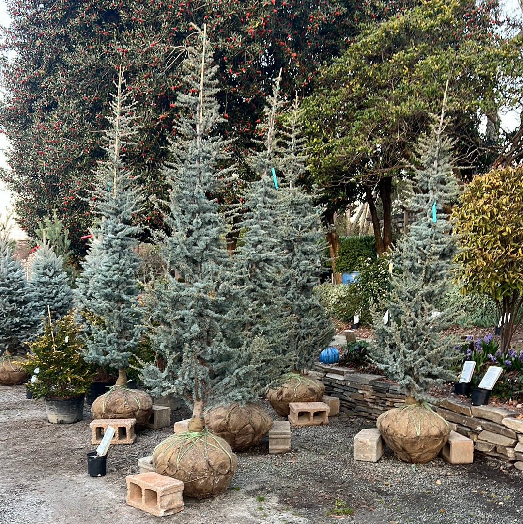Blue Atlas Cedar