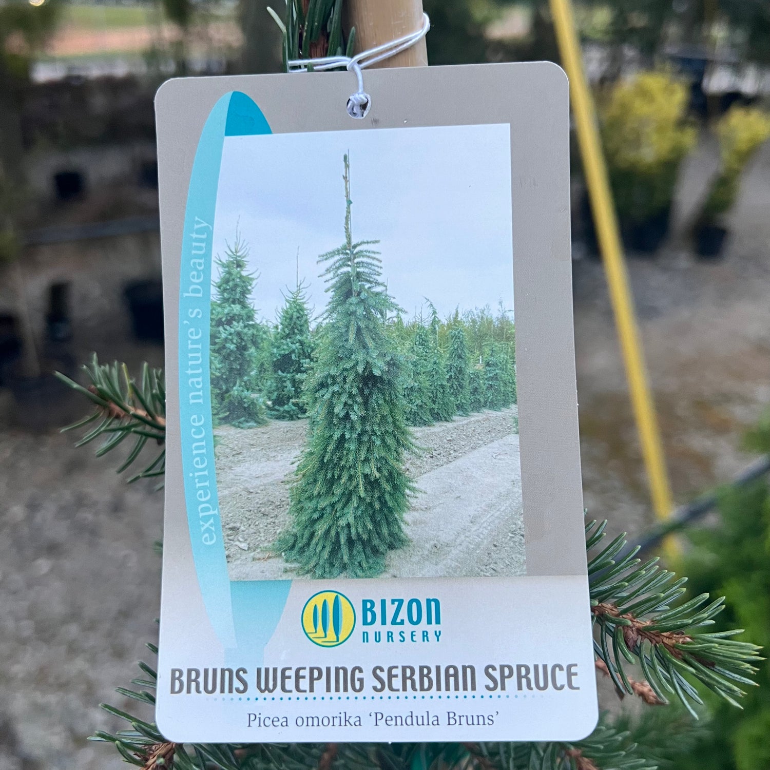 Weeping Serbian Spruce